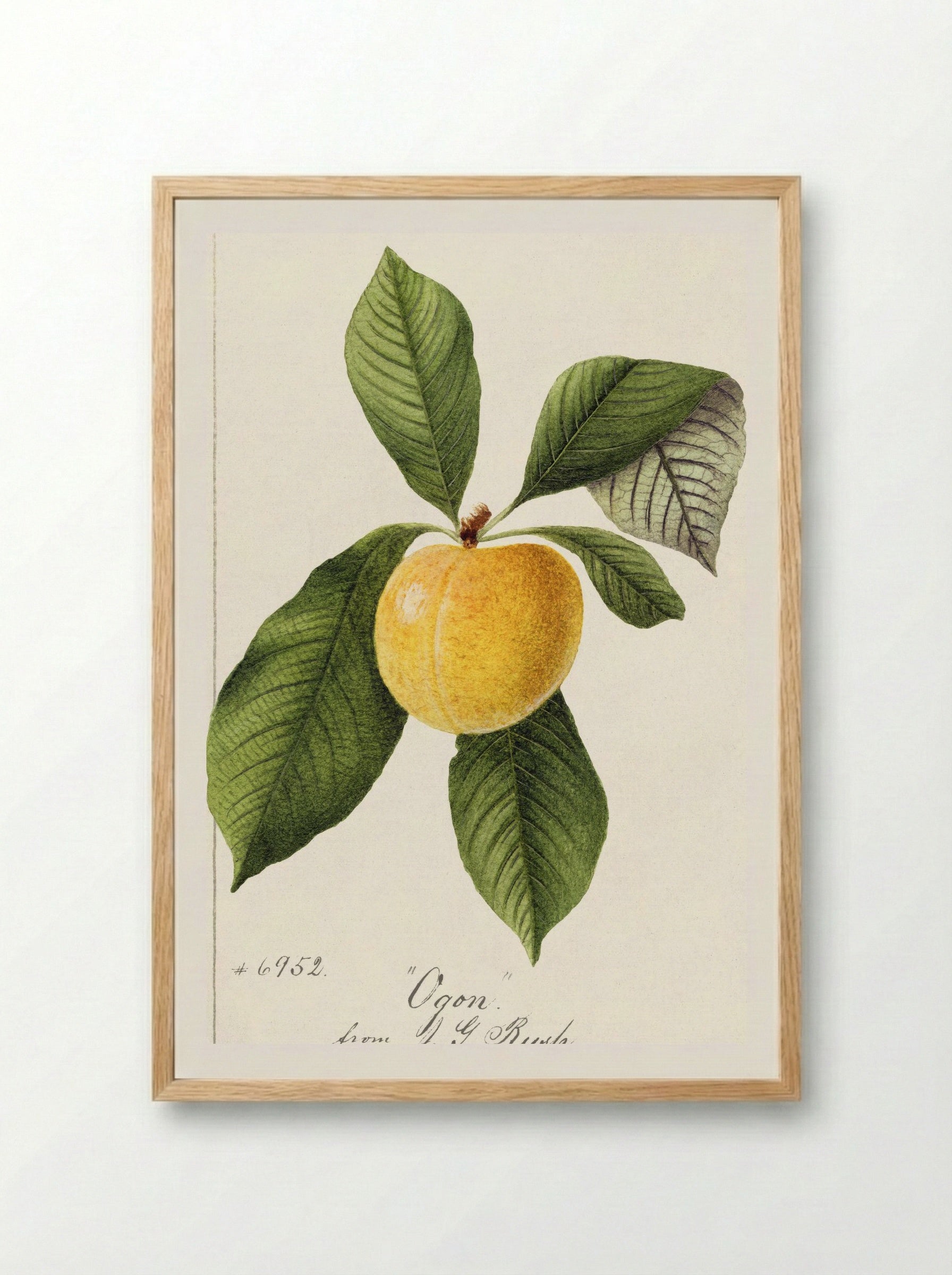 Prunus Domestica (1894) - William Henry Prestele - Framed Print Wood