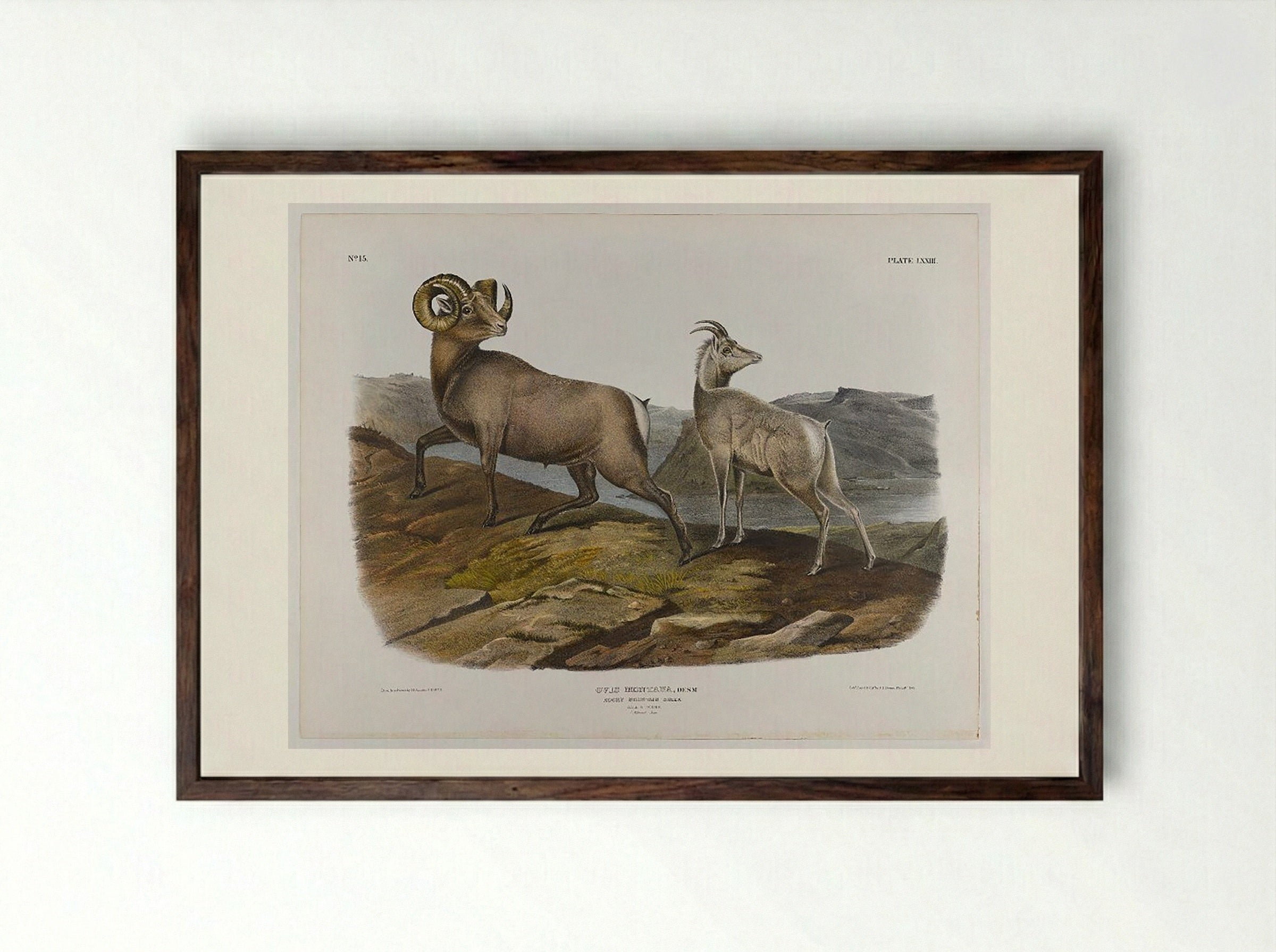 Rocky Mountain Sheep - John James Audubon - Framed Print Dark Wood