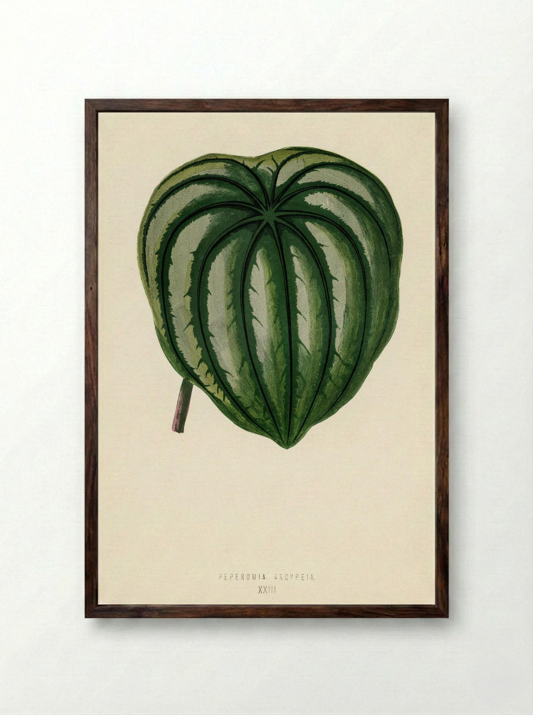 Pepper Elder (Peperomia Aroypeia) - Benjamin Fawcett - Framed Print Dark Wood