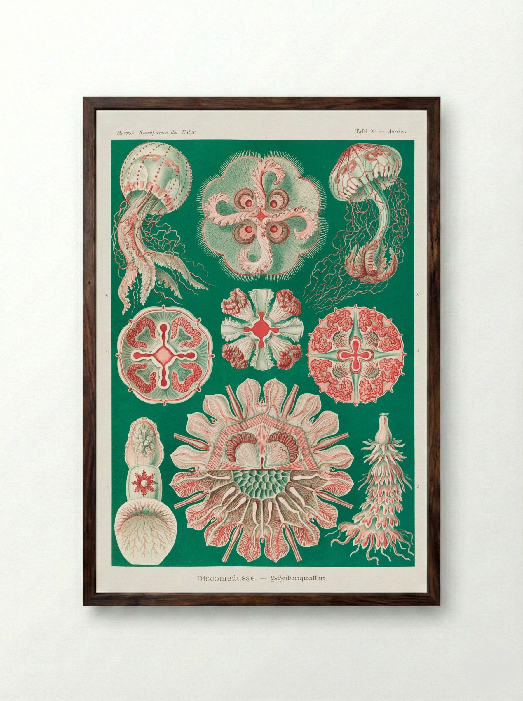 Discomedusae-Schweibenquallen (1904) - Ernst Haeckel - Framed Print Dark Wood