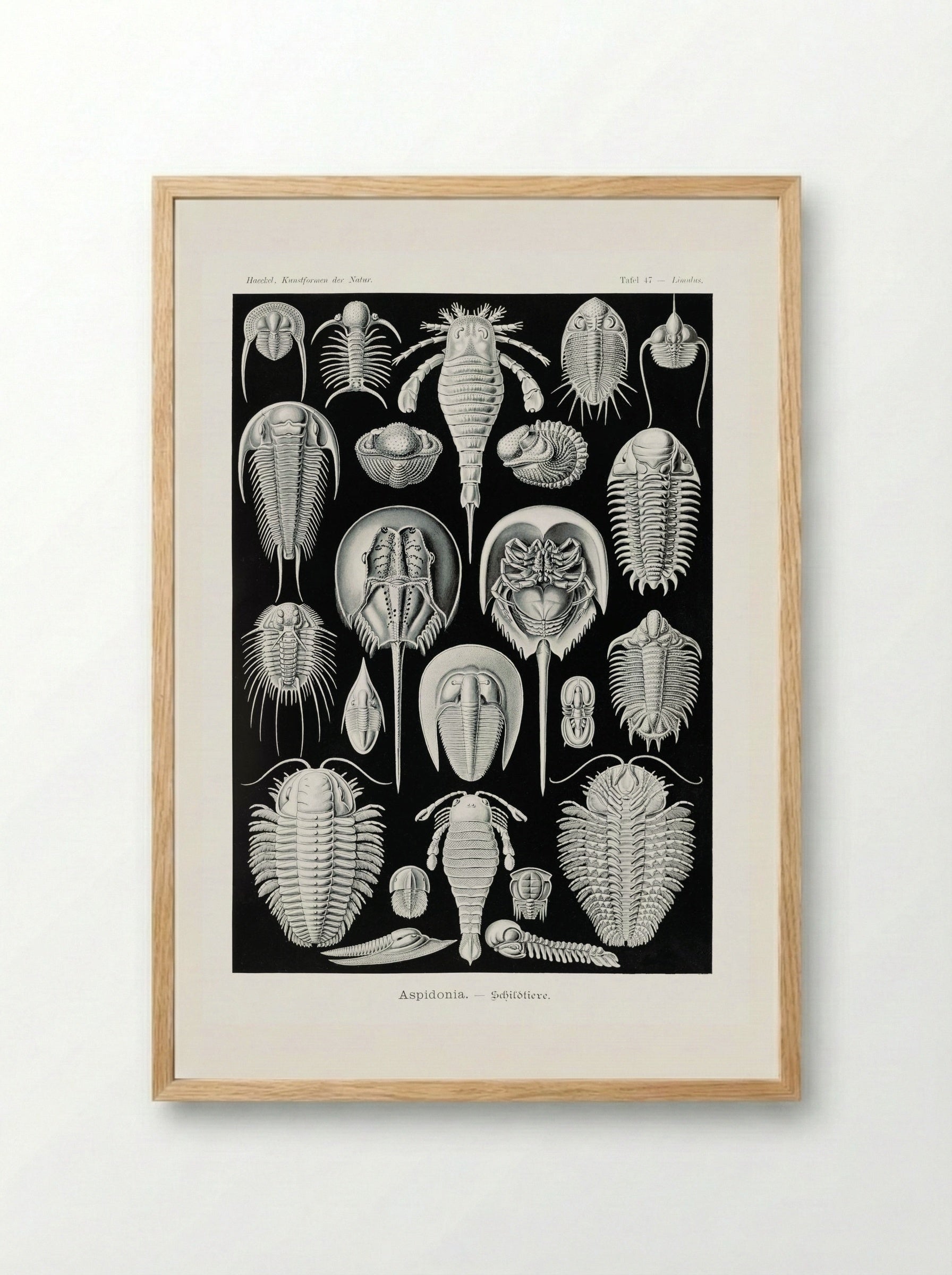 Aspidonia-Schildtiere (1904) - Ernst Haeckel - Framed Print Wood