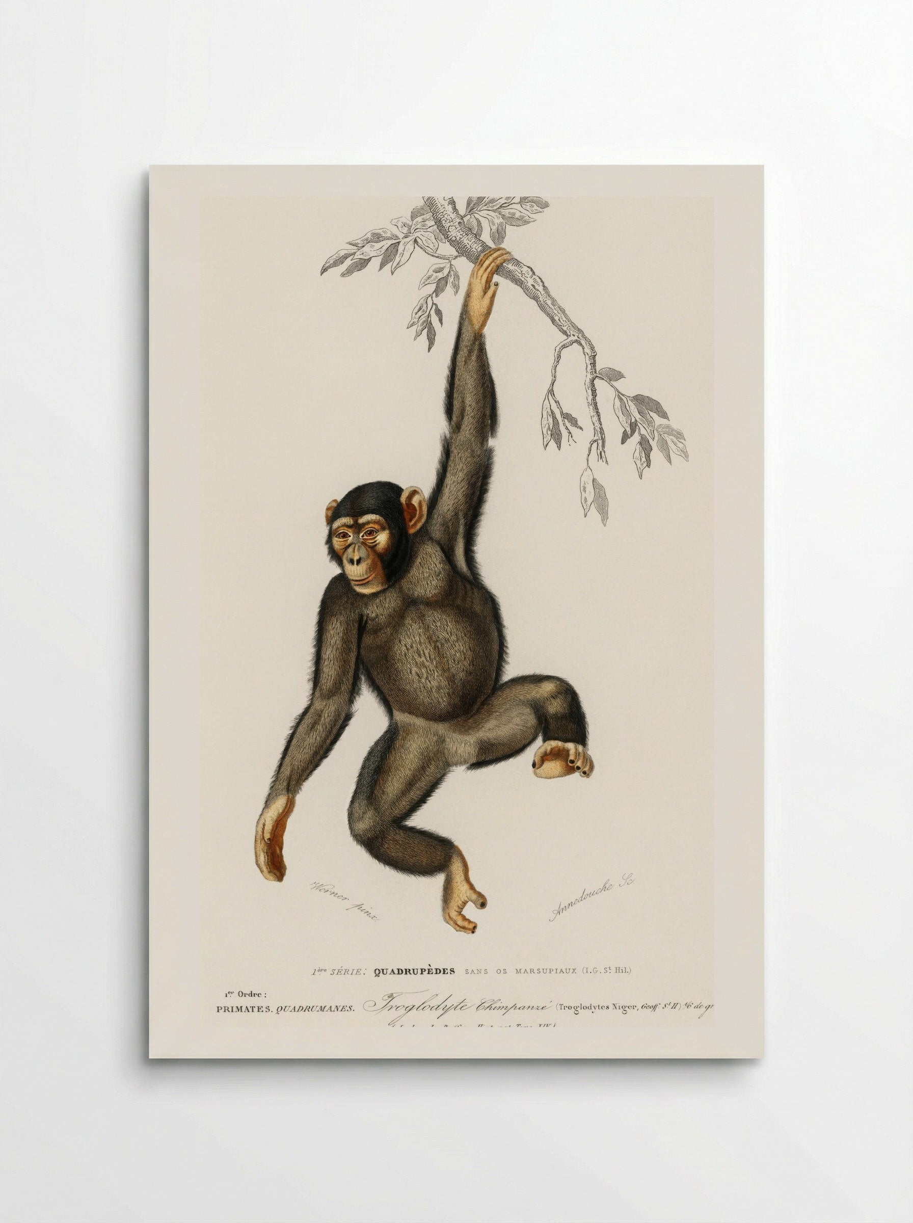 Chimpanzee (Troglodyte Chimpanze) - Charles Dessalines D'Orbigny - Poster