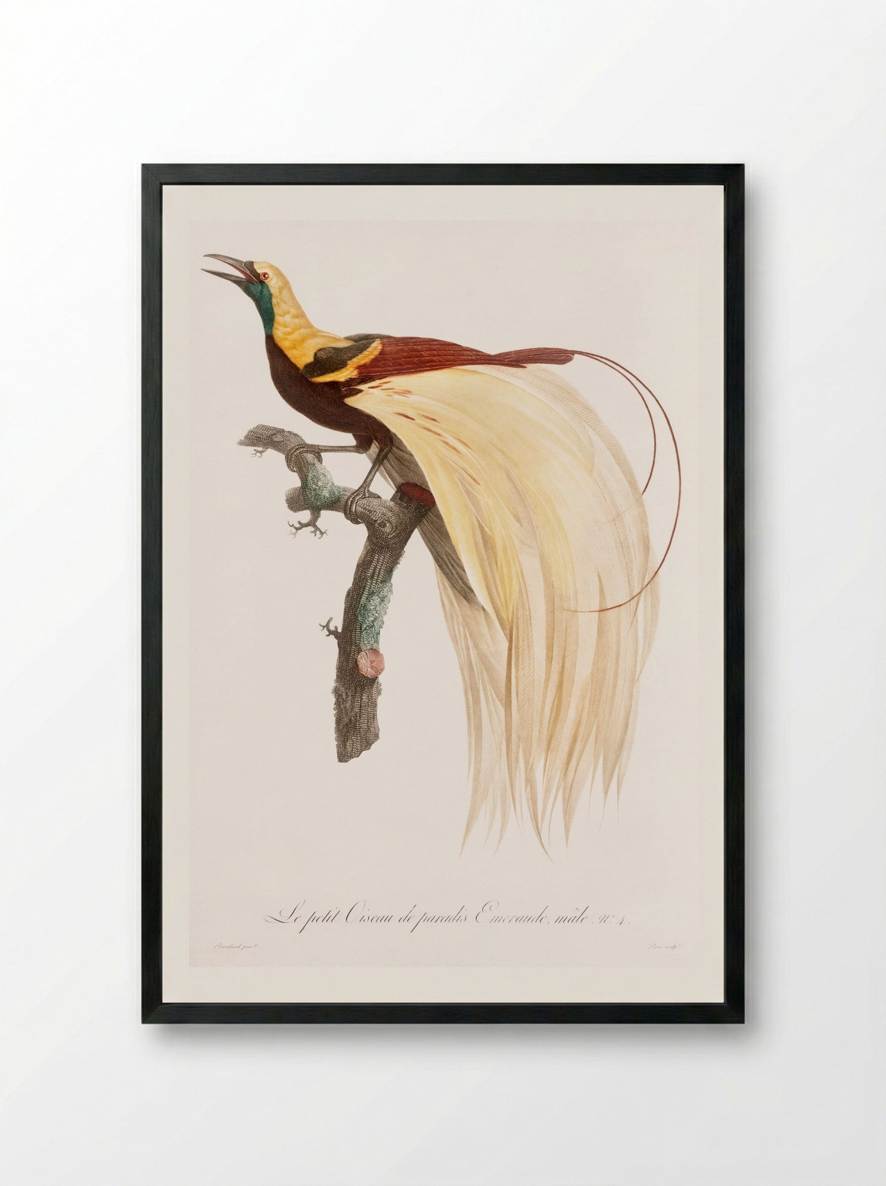 Young Emperor Bird-of-Paradise, Male - Jacques Barraband - Framed Print Black