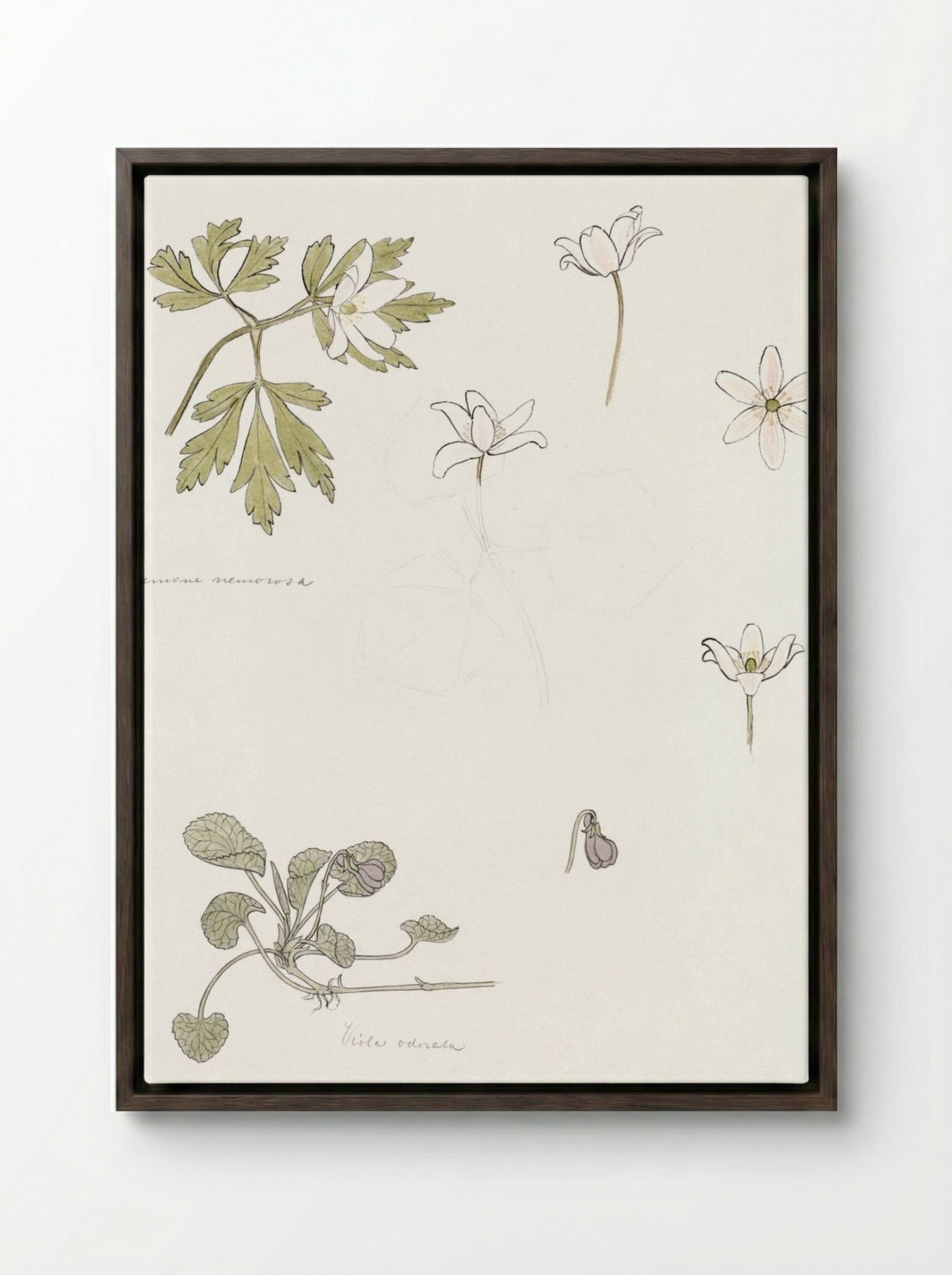 Sketches of Wood Anemone and Sweet Violet - Julie de Graag - Framed Canvas Dark Wood