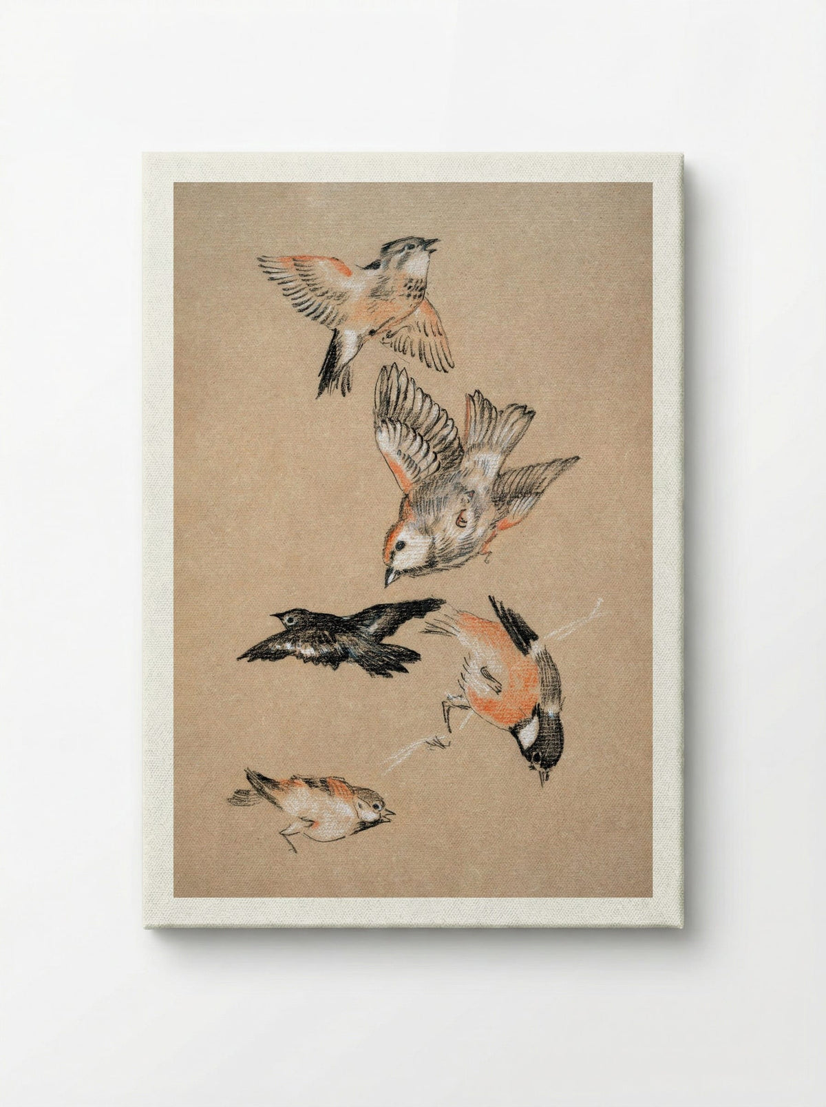 Study of Finches (for 'Love Leading the Pilgrim') - Edward Burne-Jones - Canvas