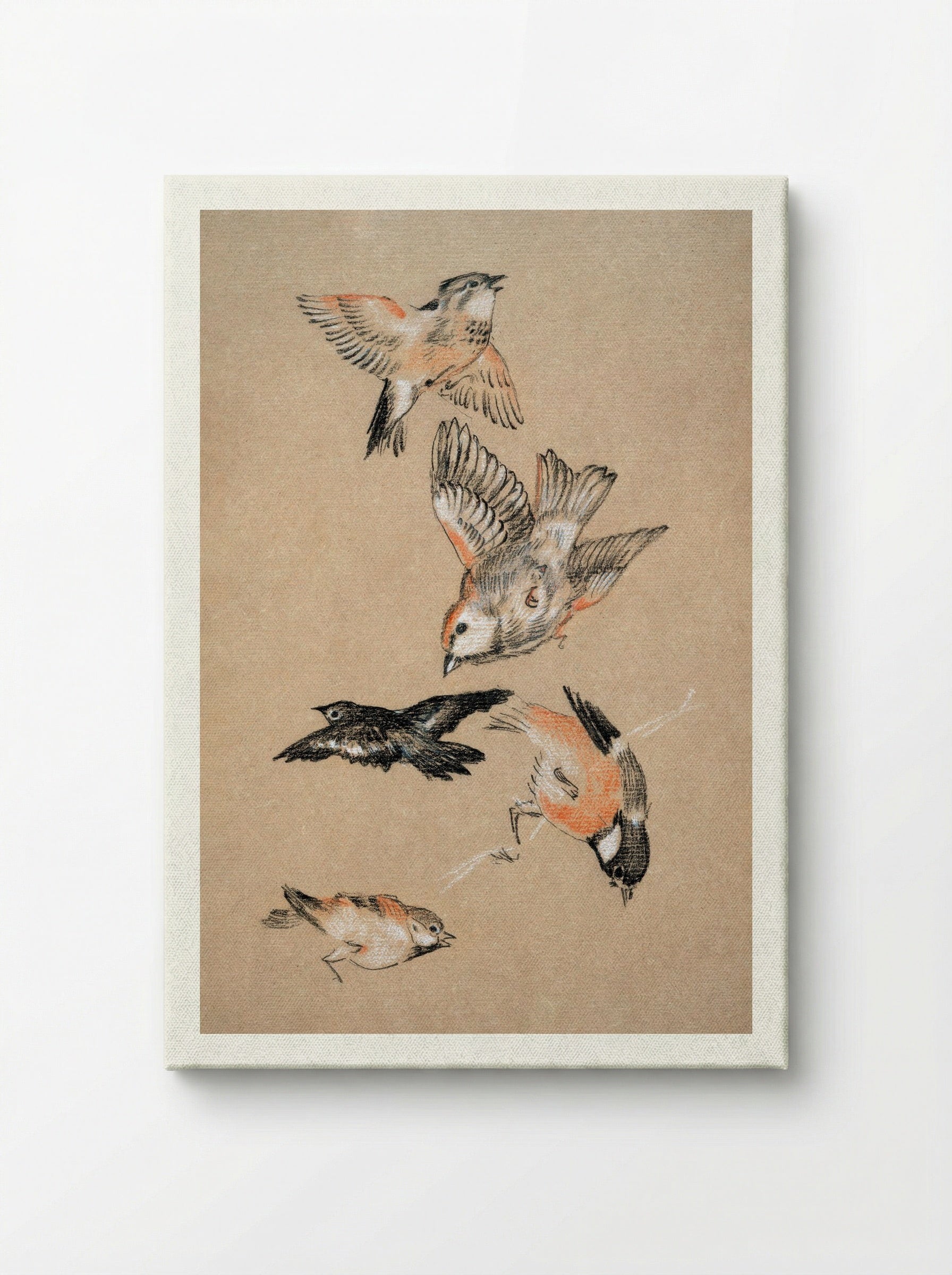 Study of Finches (for 'Love Leading the Pilgrim') - Edward Burne-Jones - Canvas