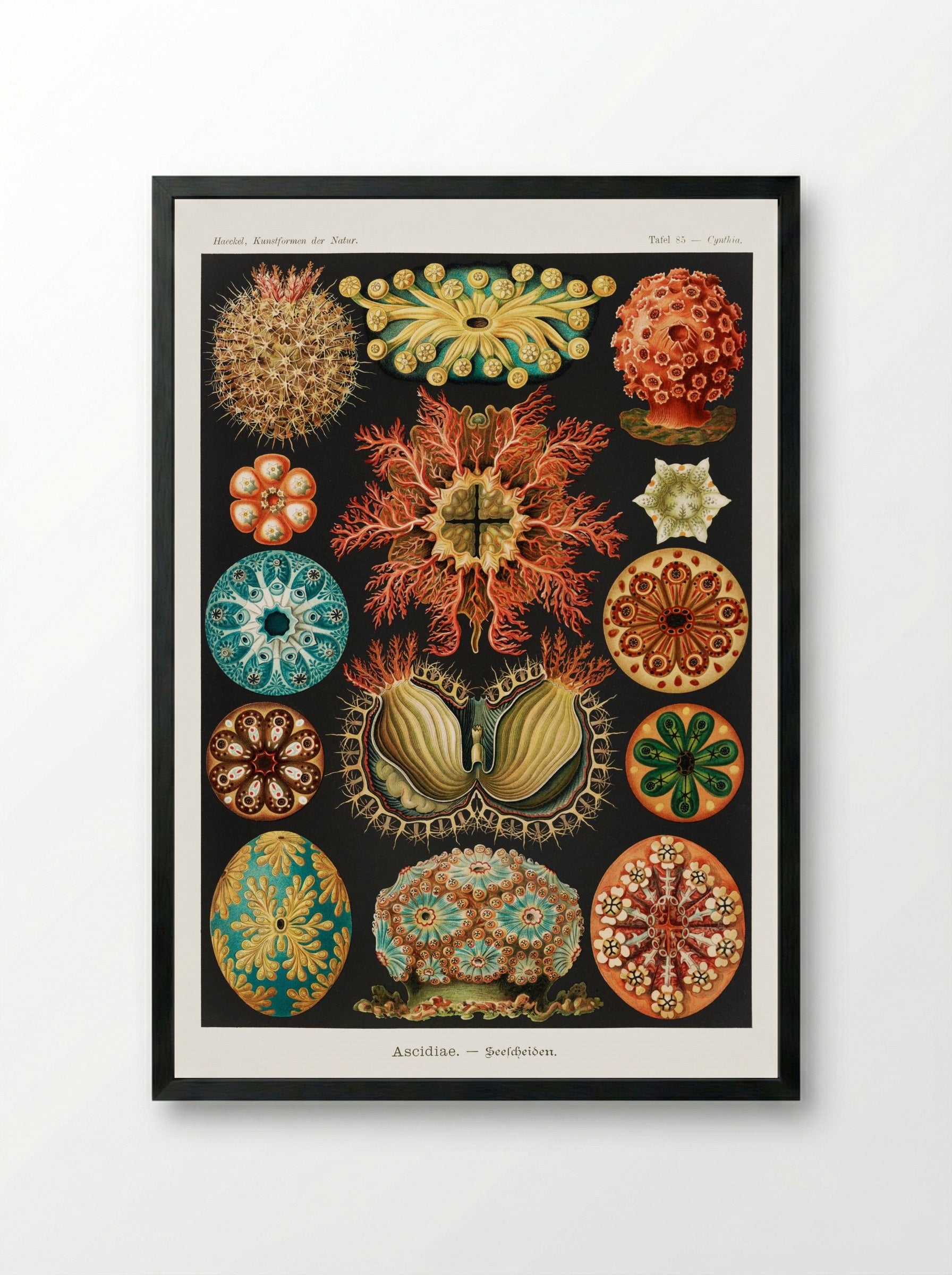 Ascidiae-Seescheiden (1904) - Ernst Haeckel - Framed Print Black