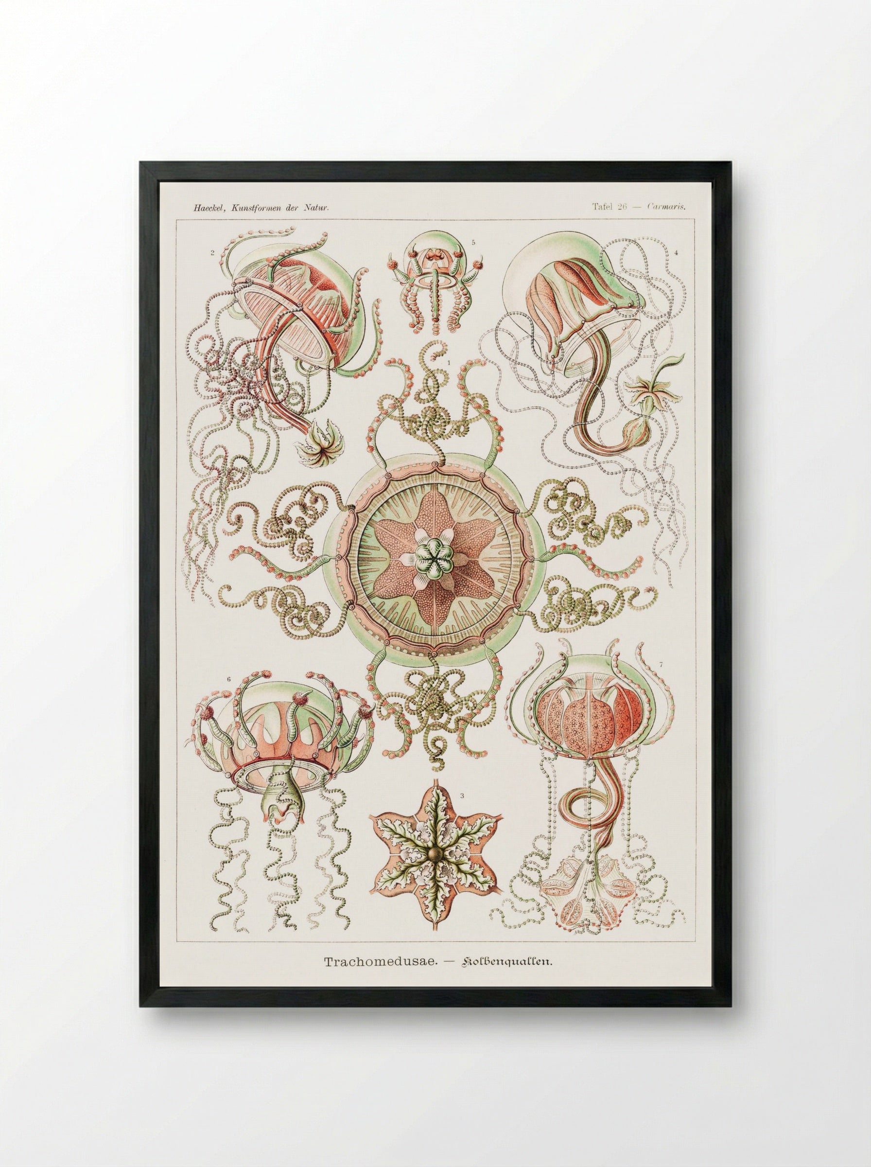 Trachomedusae-Kolbenquallen (1904) - Ernst Haeckel - Framed Print Black