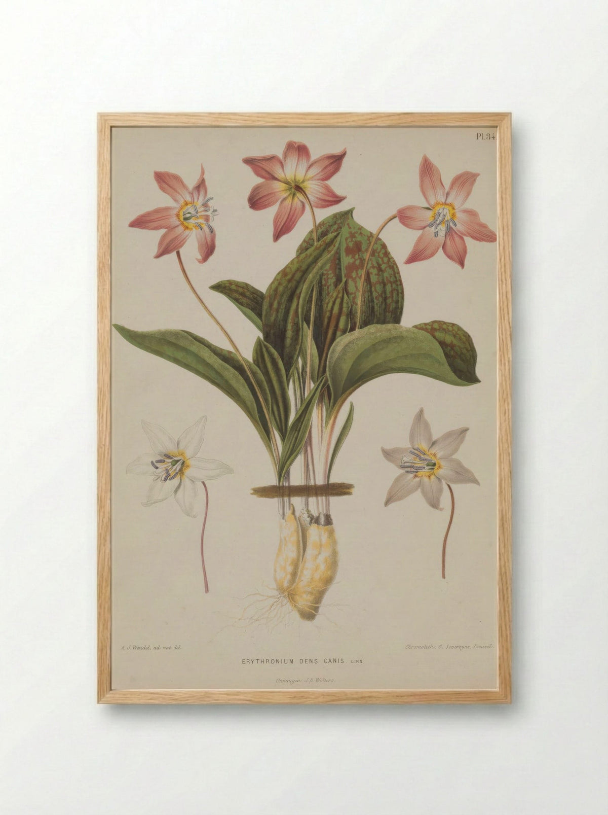 Erythronium Dens Canis L. - A. J. Wendel - Framed Print Wood