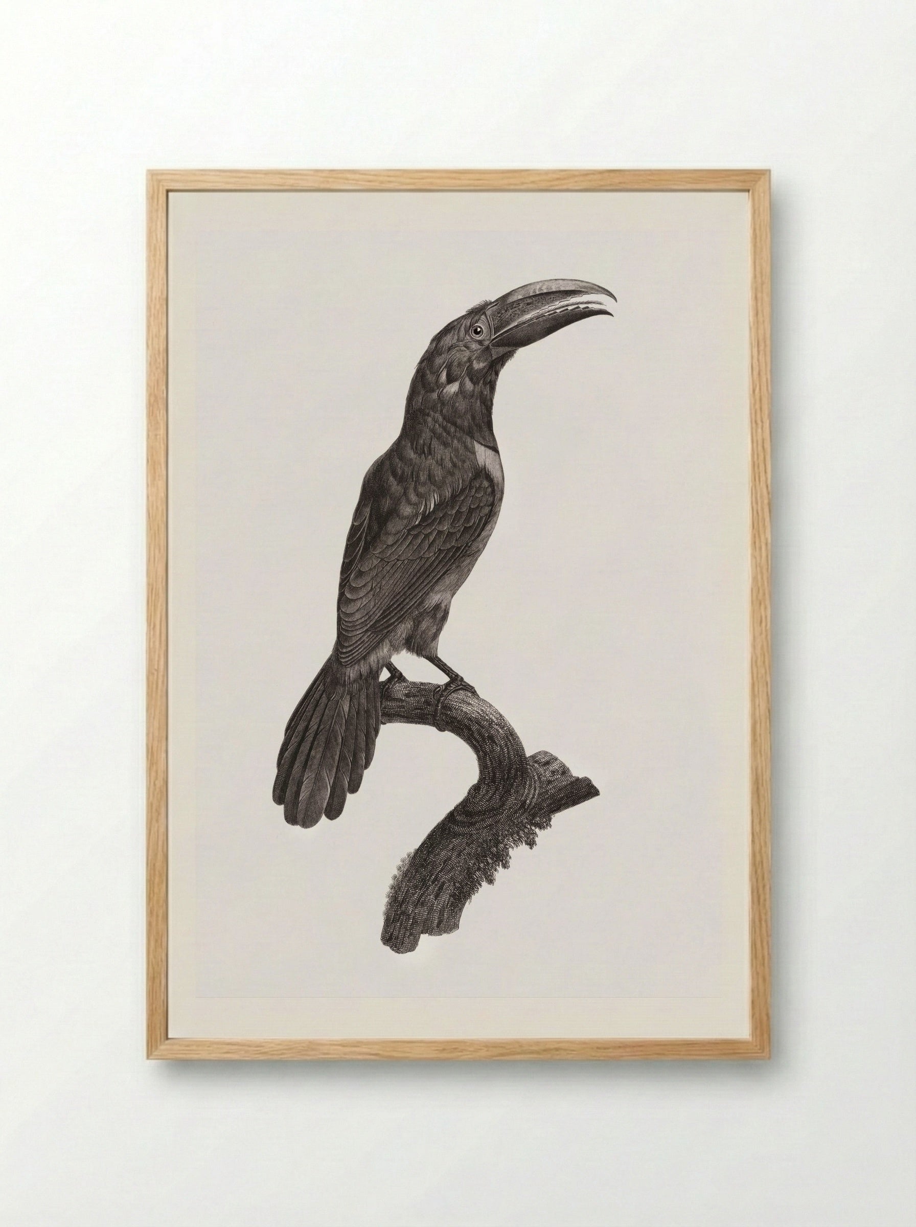 Green Aracari - Jacques Barraband - Framed Print Wood