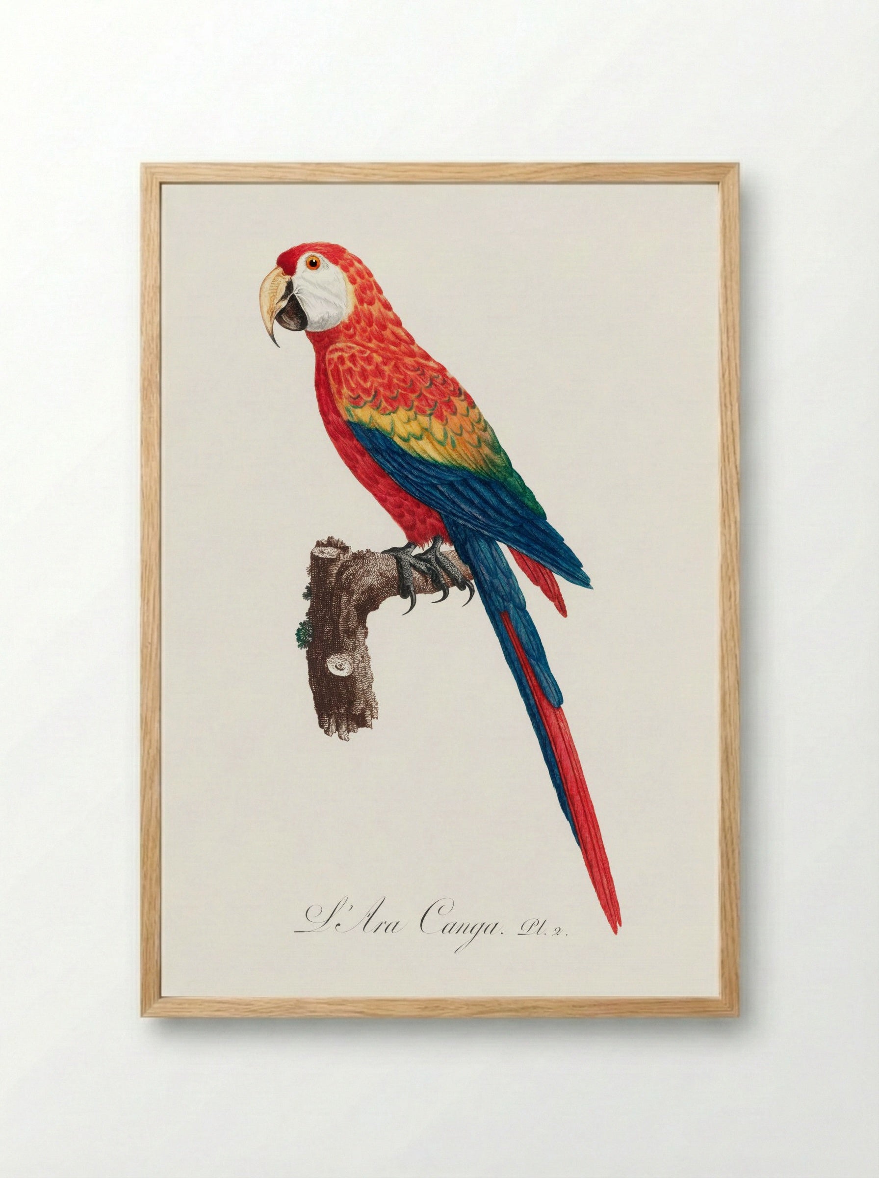 Ara Canga (1801-1805) - Francois Levaillant - Framed Print Wood