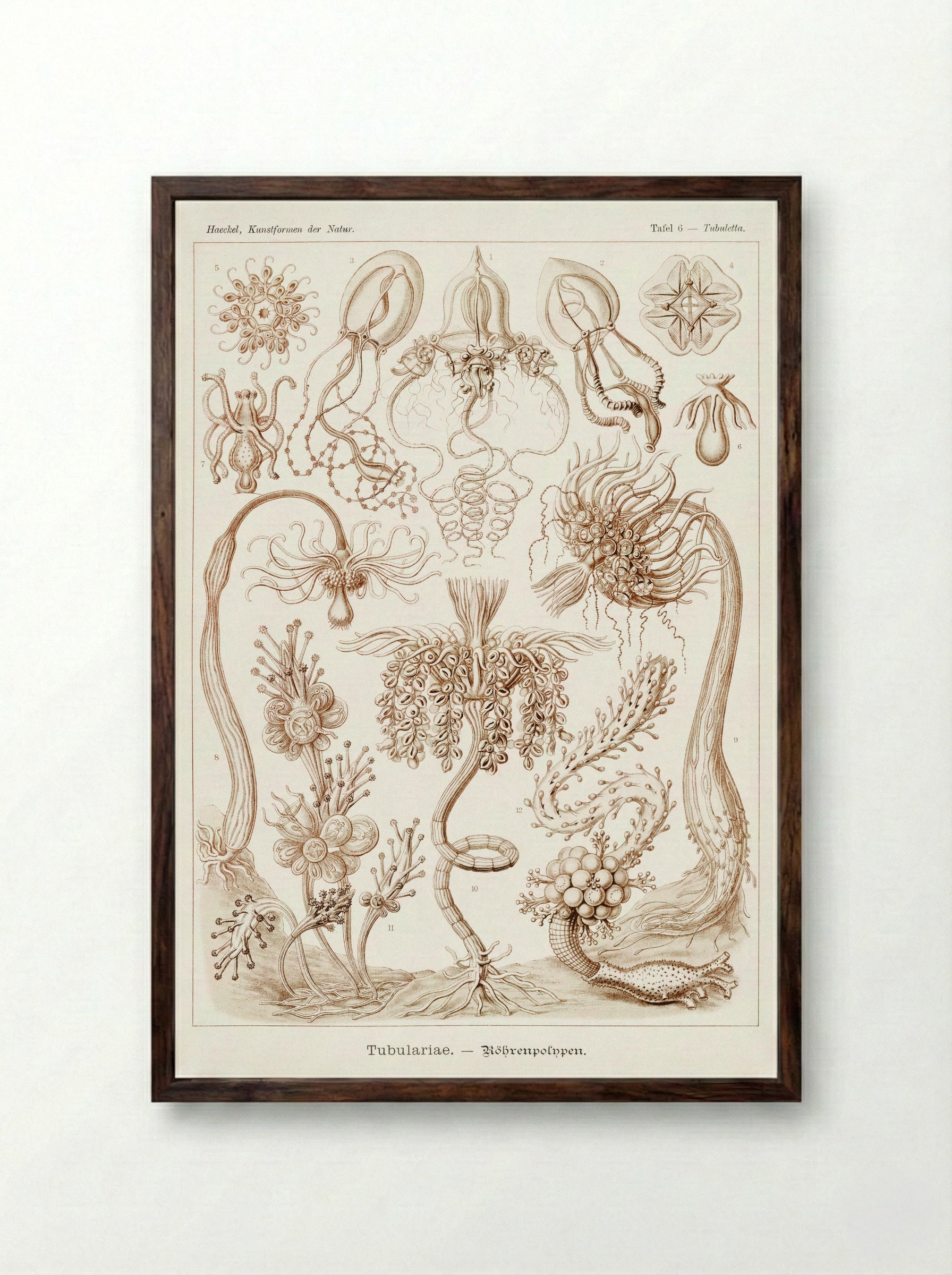 Diatomea-Schachtellinge (1904) - Ernst Haeckel - Framed Print Dark Wood