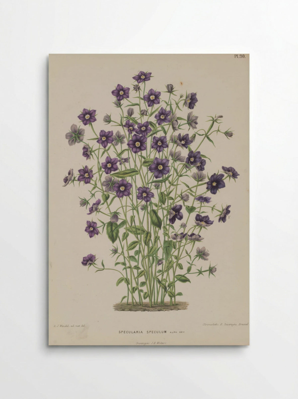 Campanula Speculum Veneris L. - A. J. Wendel - Poster