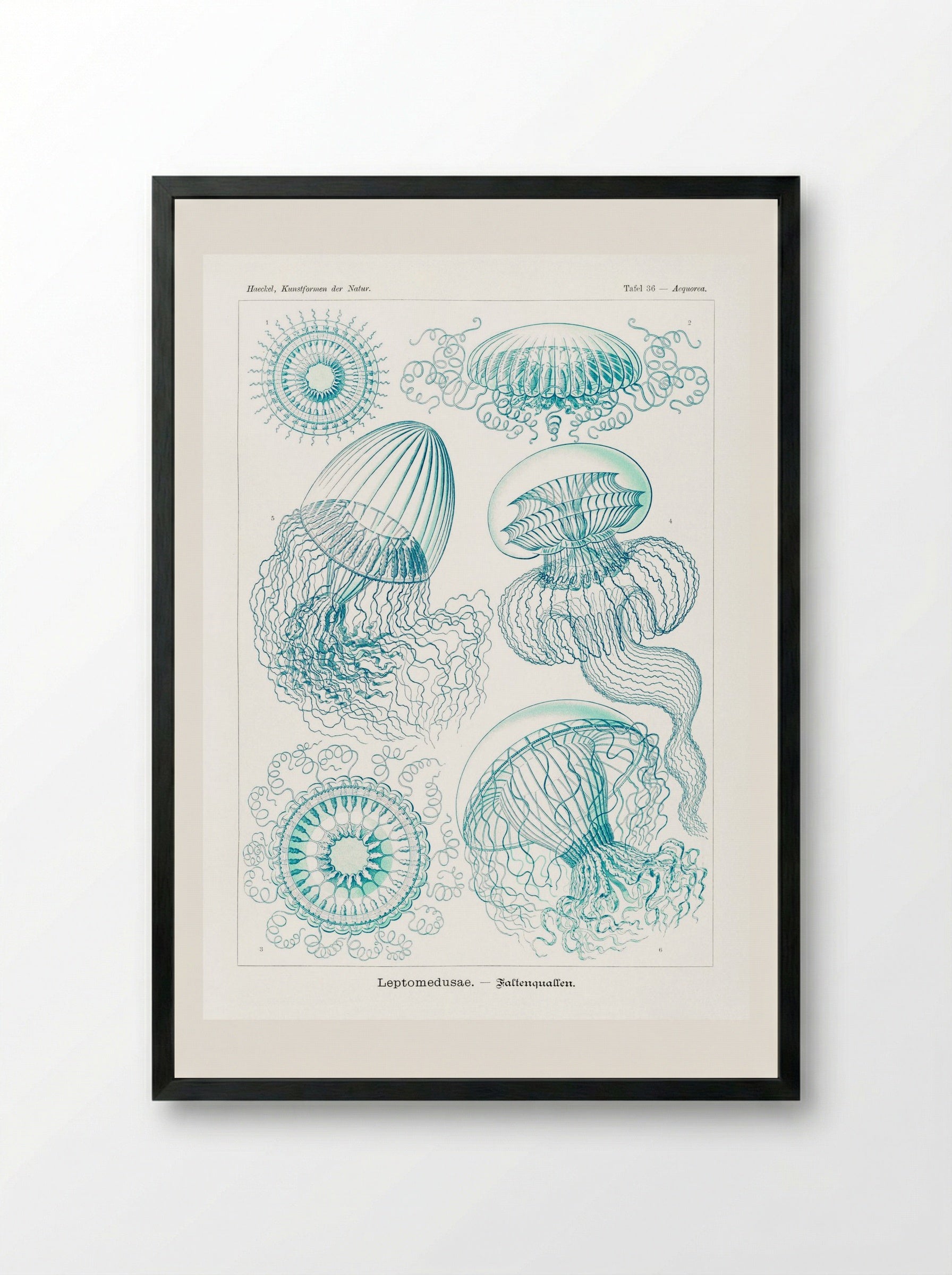 Leptomedusae-Faltenquallen (1904) - Ernst Haeckel - Framed Print Black