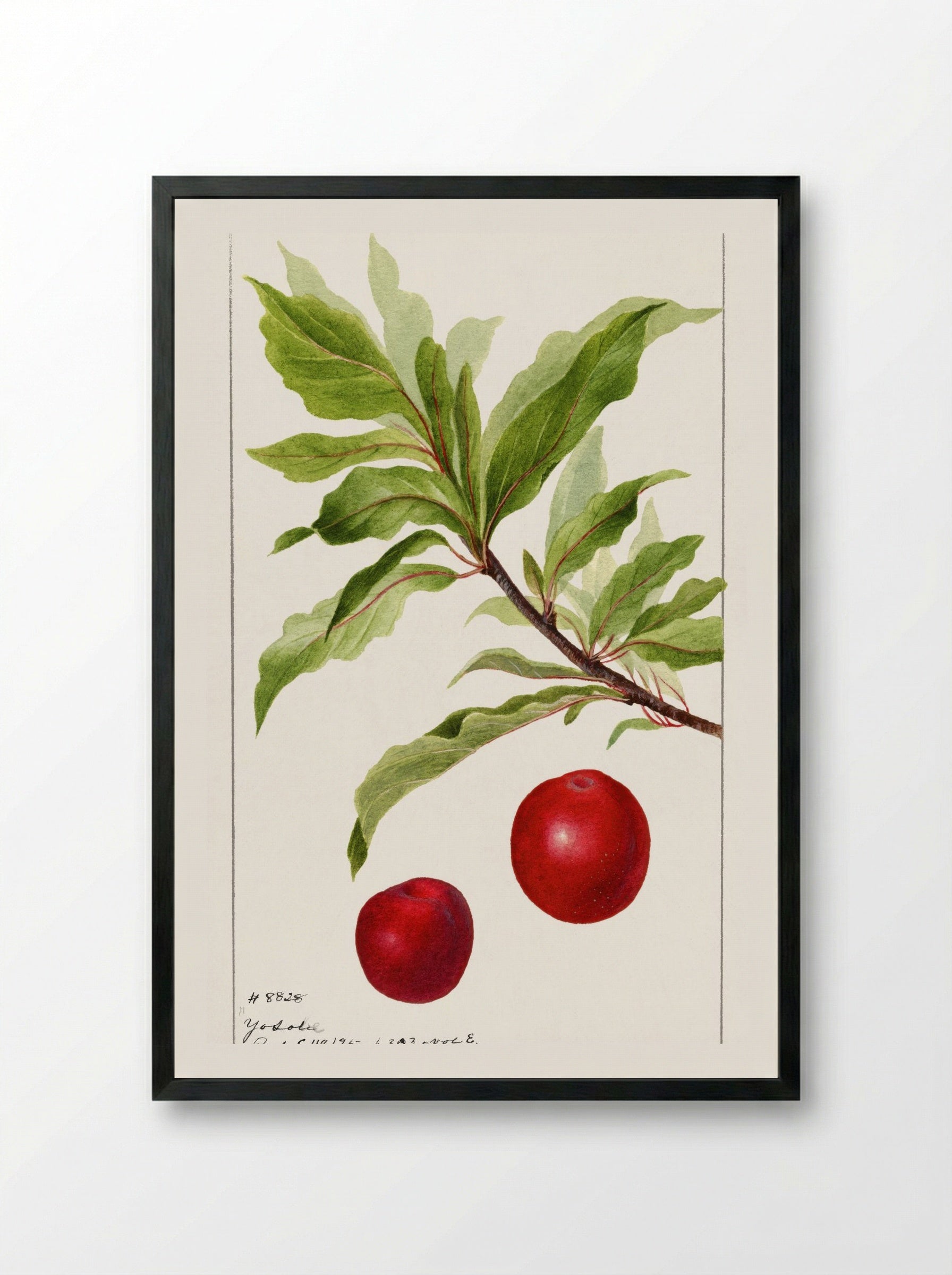 Plums (Prunus Domestica) (1895) - Deborah Griscom Passmore - Framed Print Black