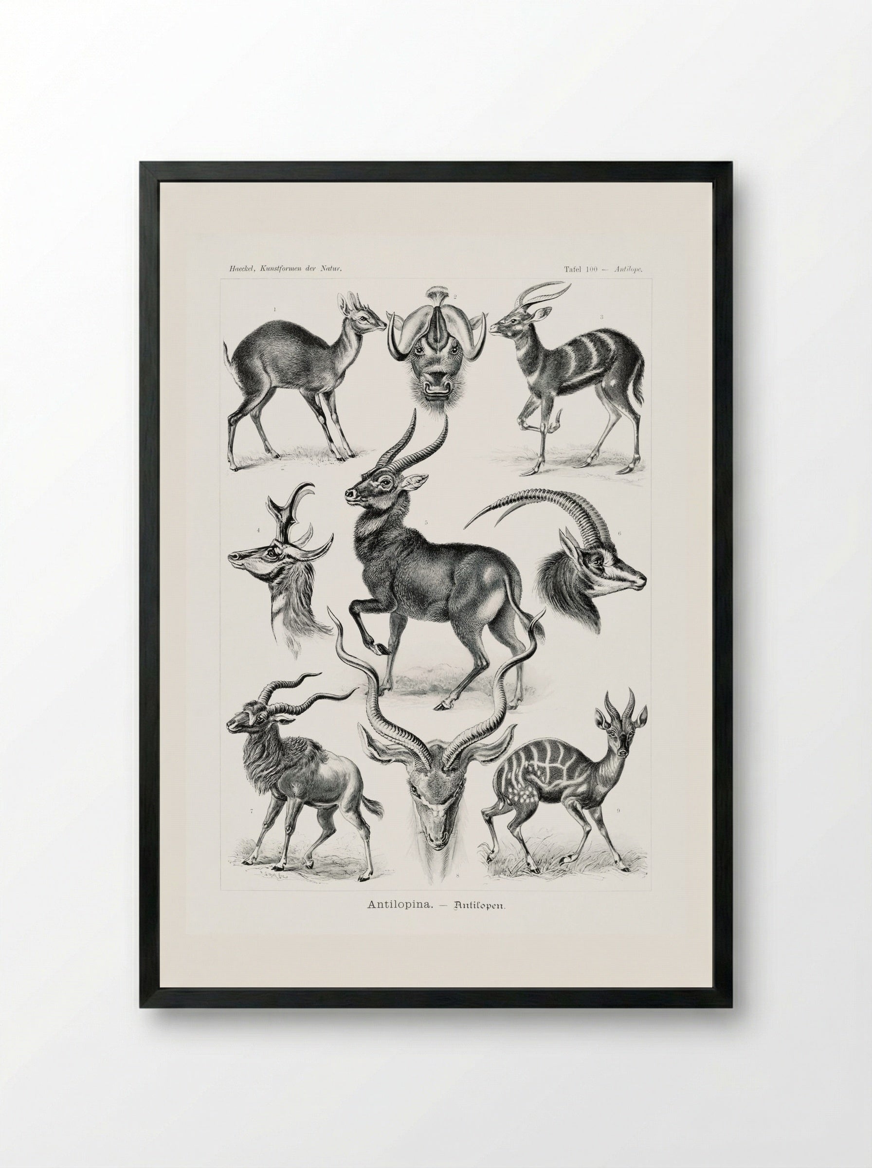 Antilopina-Antilopen (1904) - Ernst Haeckel - Framed Print Black