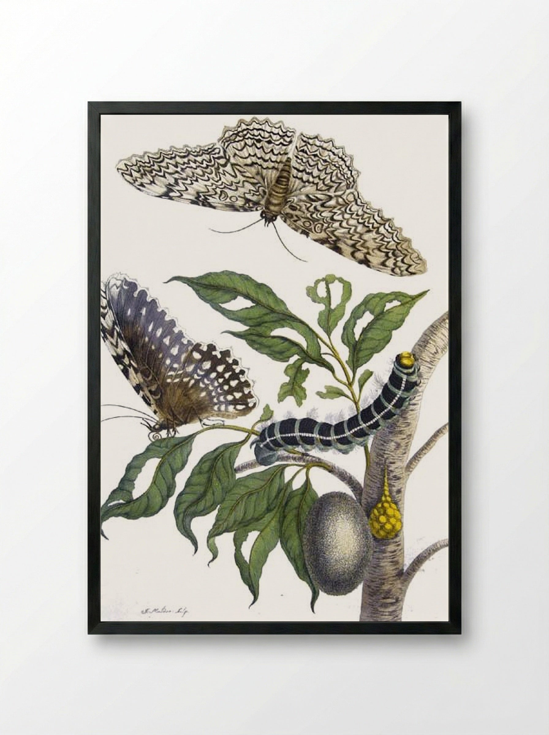 from Metamorphosis insectorum Surinamensium, Plate XX. (Thysania agrippina) - Maria Sibylla Merian - Framed Print Black