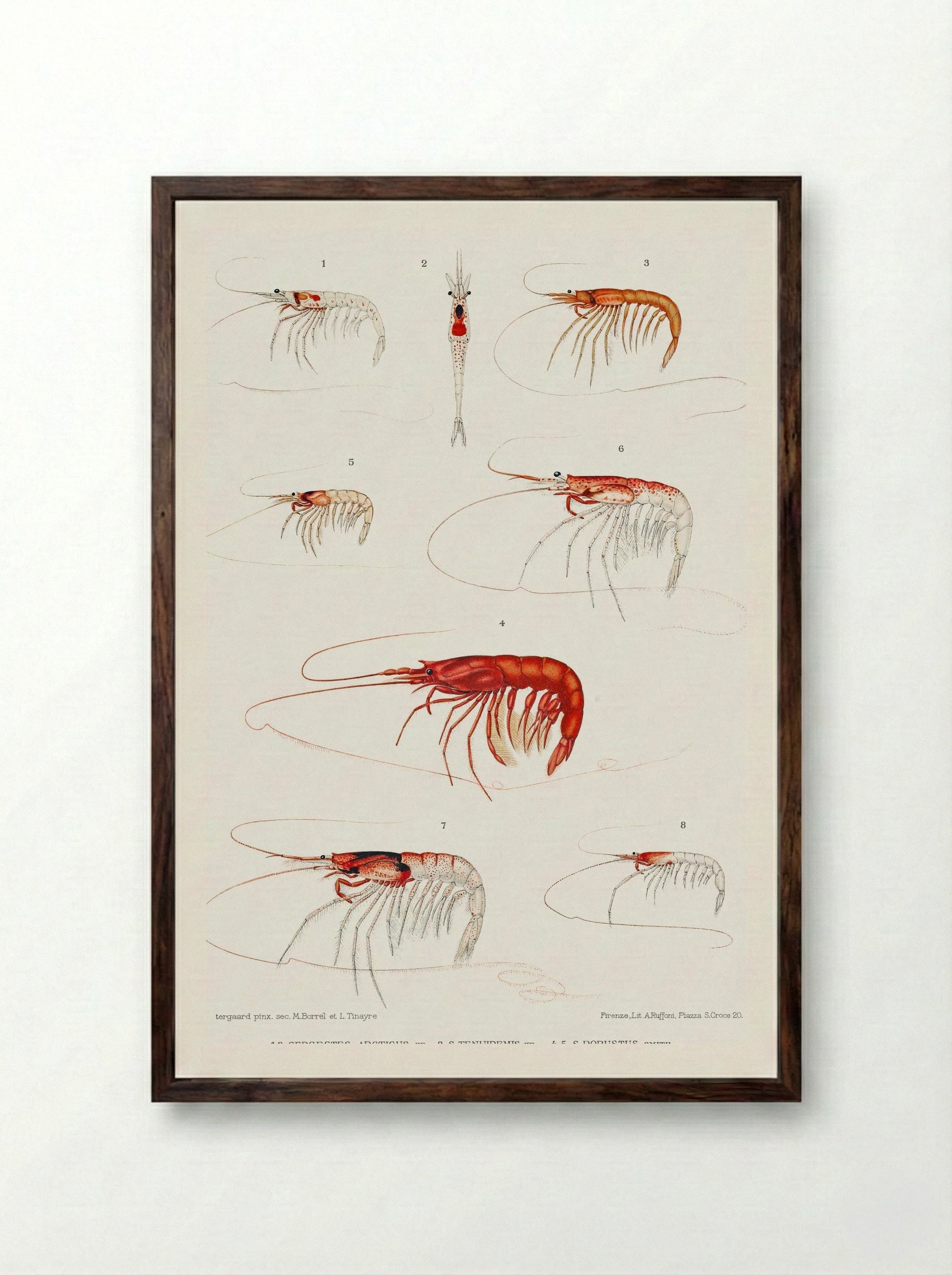 Shrimp Varieties Set Illustration - Albert I of Monaco - Framed Print Dark Wood