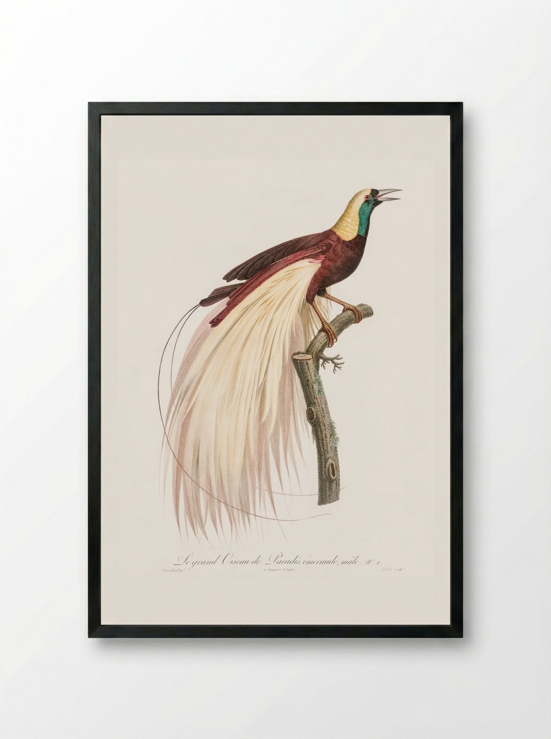 Emperor Bird-of-Paradise, Male - Jacques Barraband - Framed Print Black