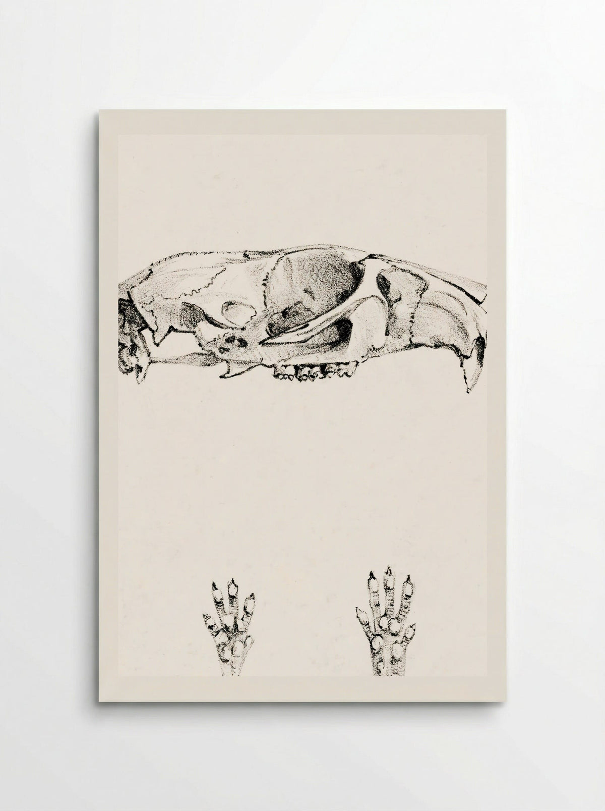 Knaagdierschedels (Rodent Skulls) - Theo van Hoytema - Poster