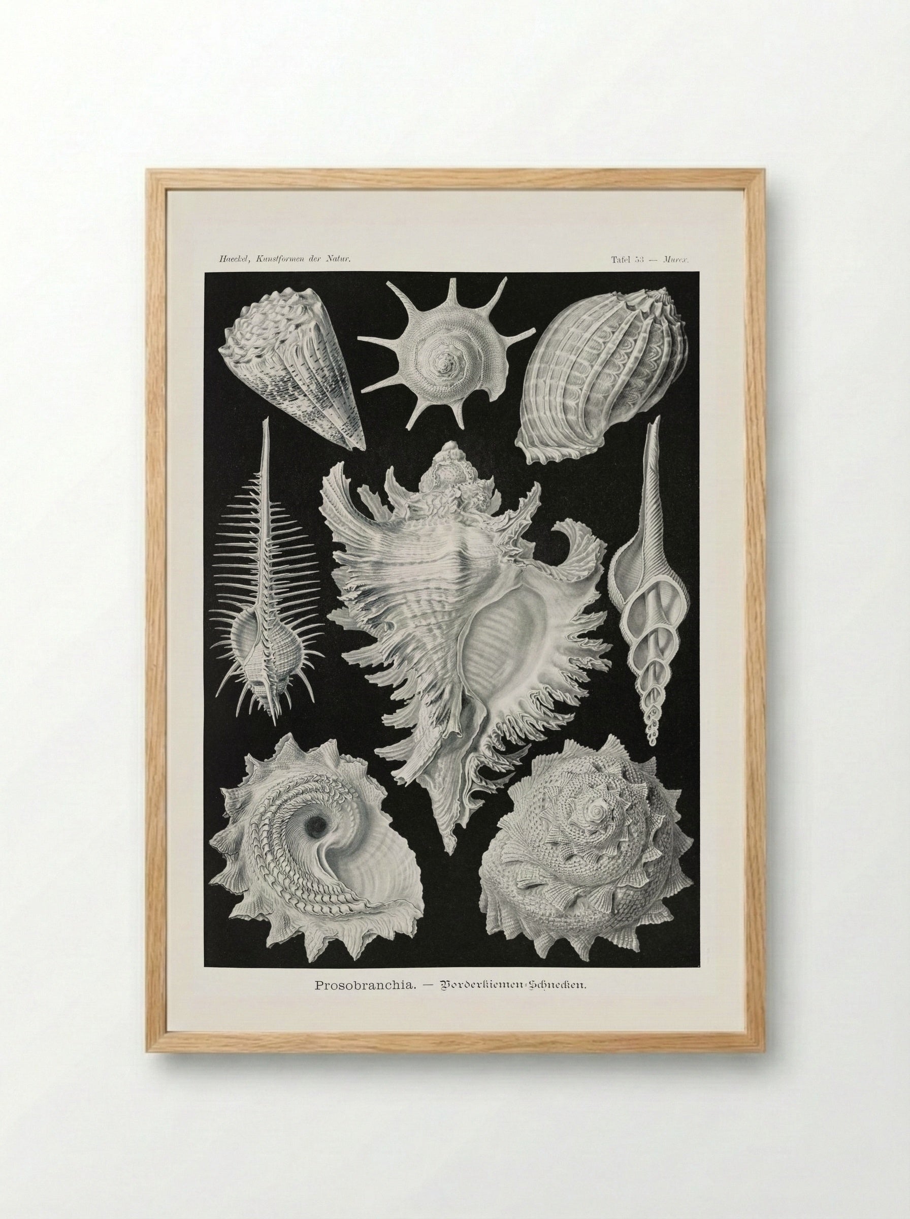 Prosobranchia-Dorderkiemen Schnecken (1904) - Ernst Haeckel - Framed Print Wood