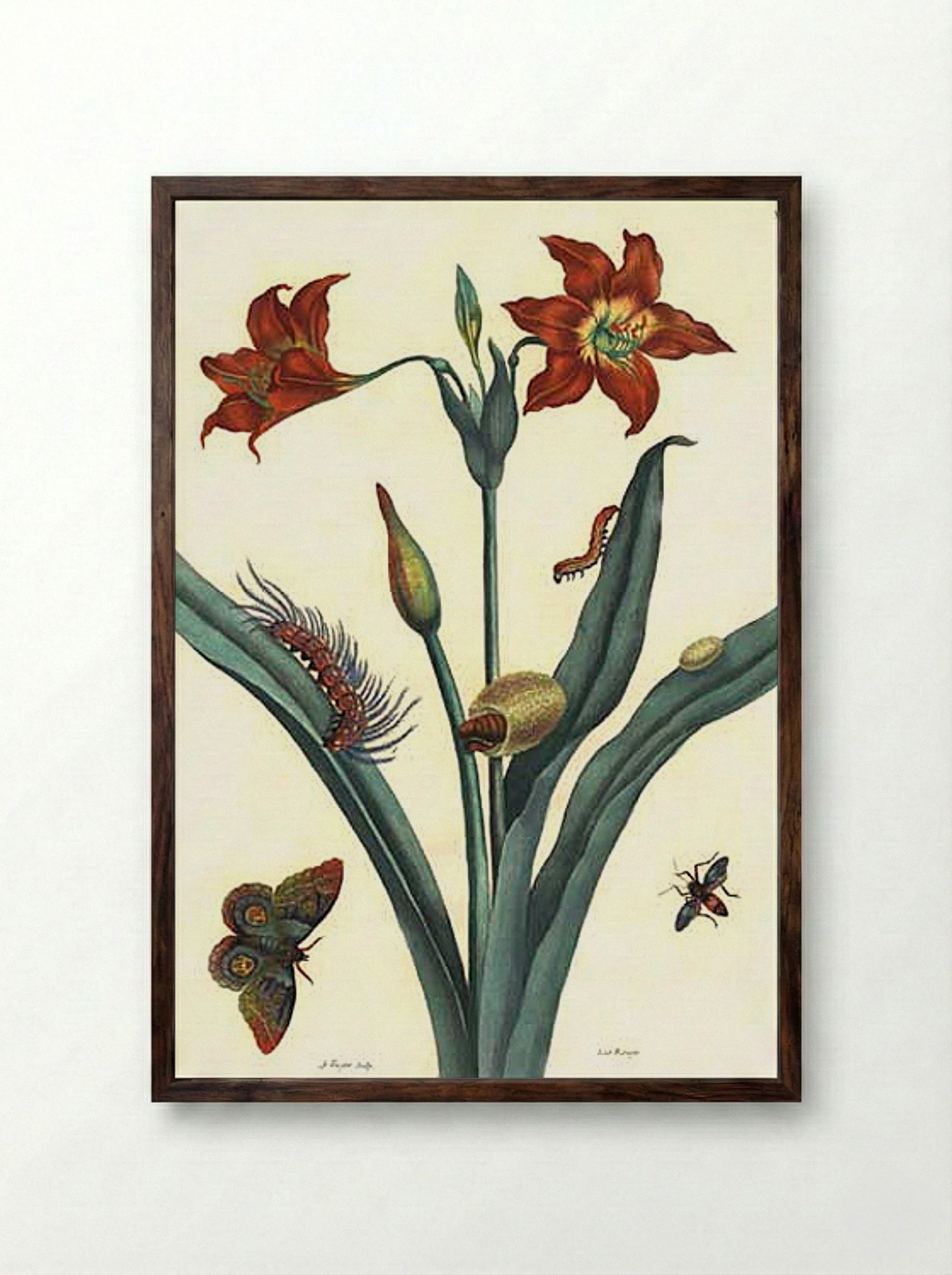 Rote Lilie - Maria Sibylla Merian - Framed Print Dark Wood