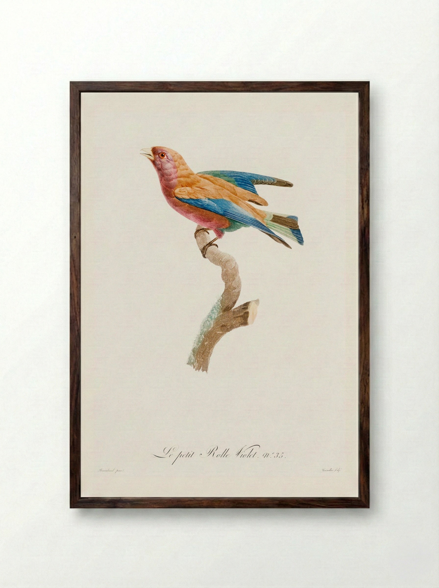 Young Violet Roller - Jacques Barraband - Framed Print Dark Wood