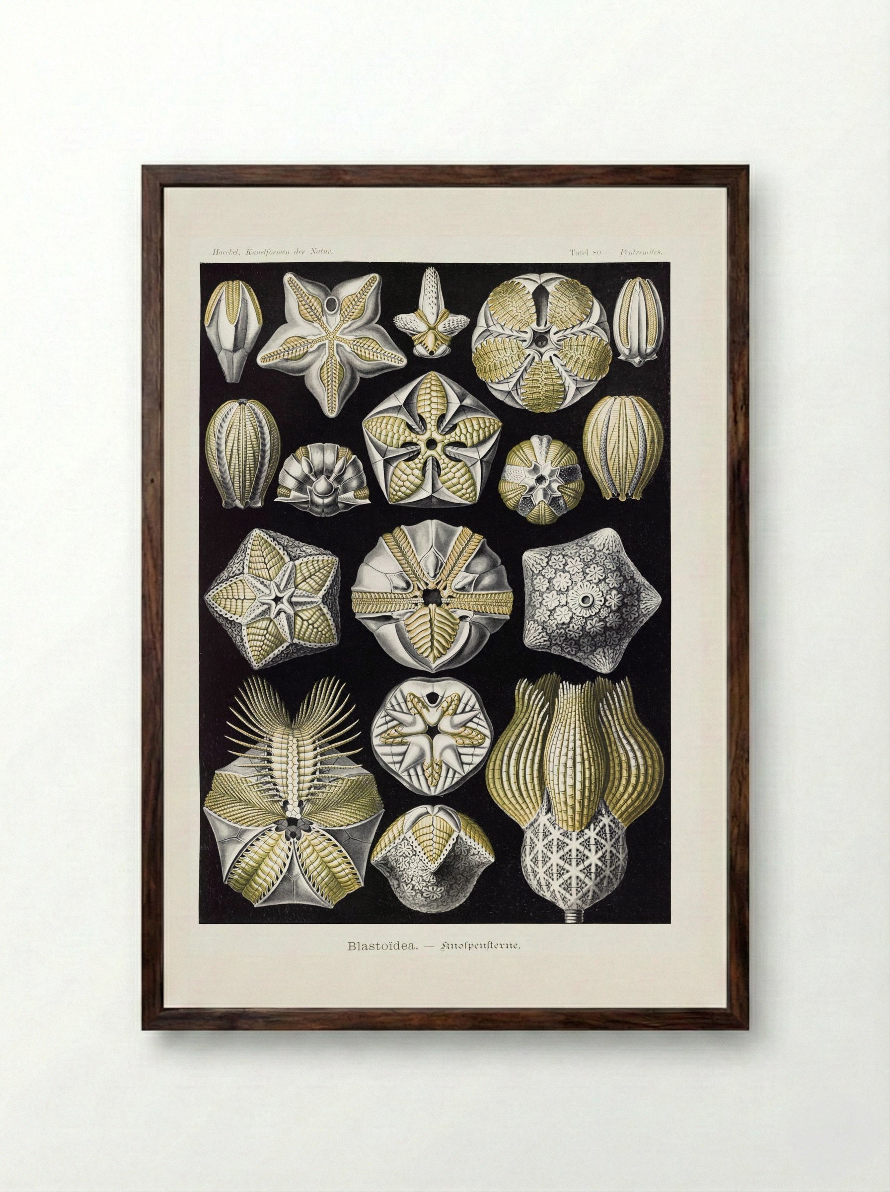 Blastoïdea-Knospensterne (1904) - Ernst Haeckel - Framed Print Dark Wood