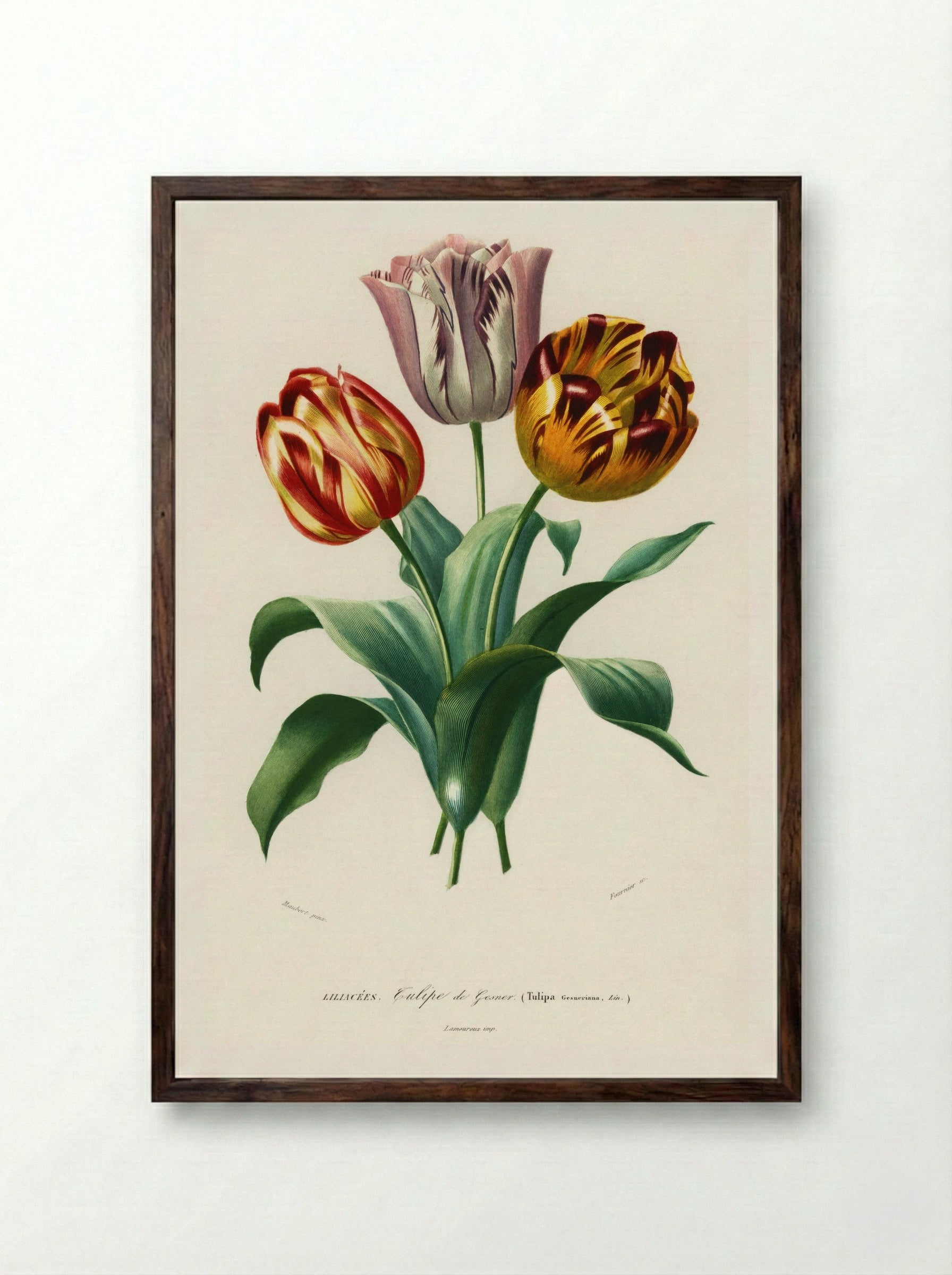 Tulip (Tulipa gesneriana) - Charles Dessalines D'Orbigny - Framed Print Dark Wood