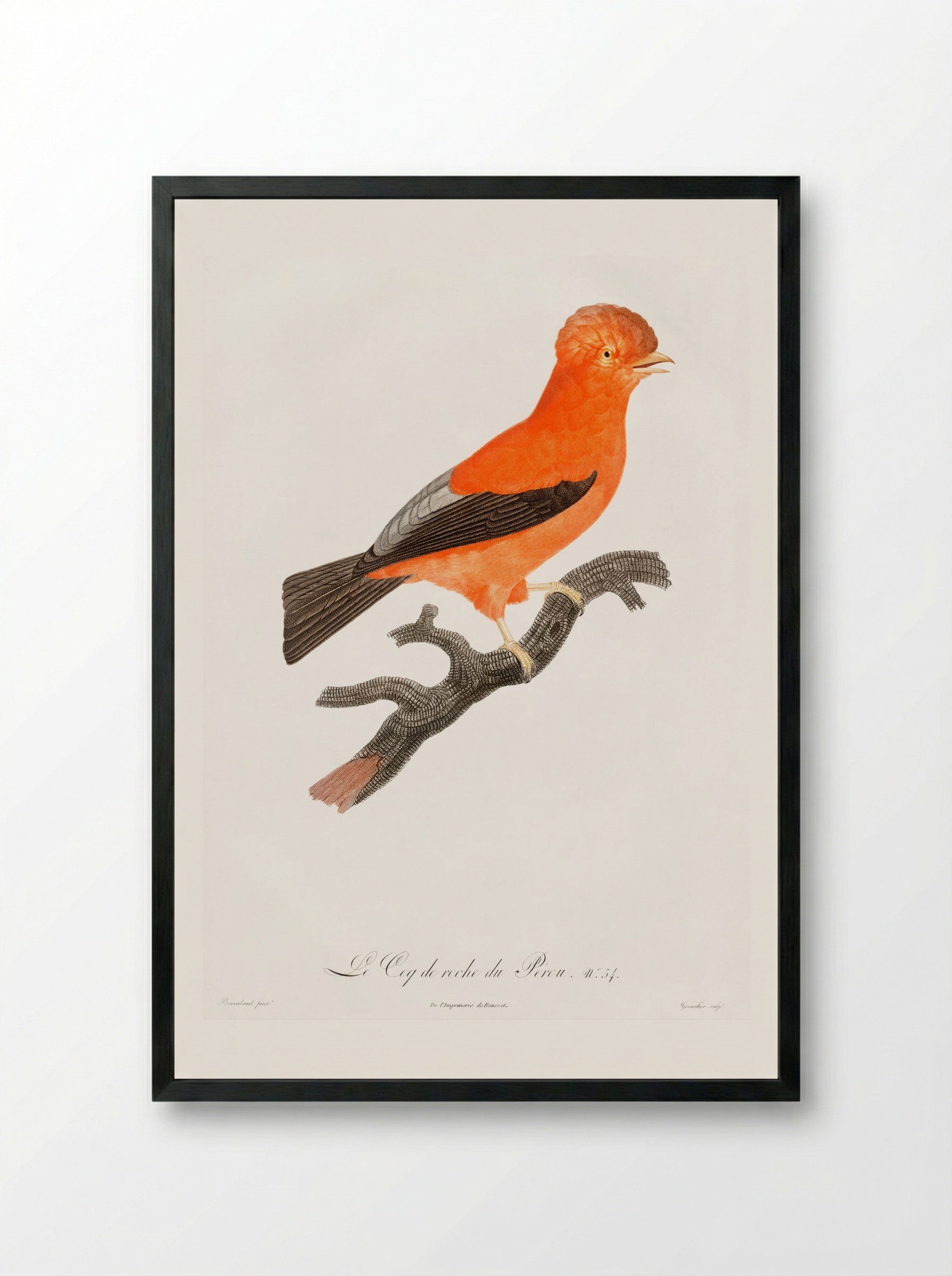 Andean Cock-of-the-Rock - Jacques Barraband - Framed Print Black