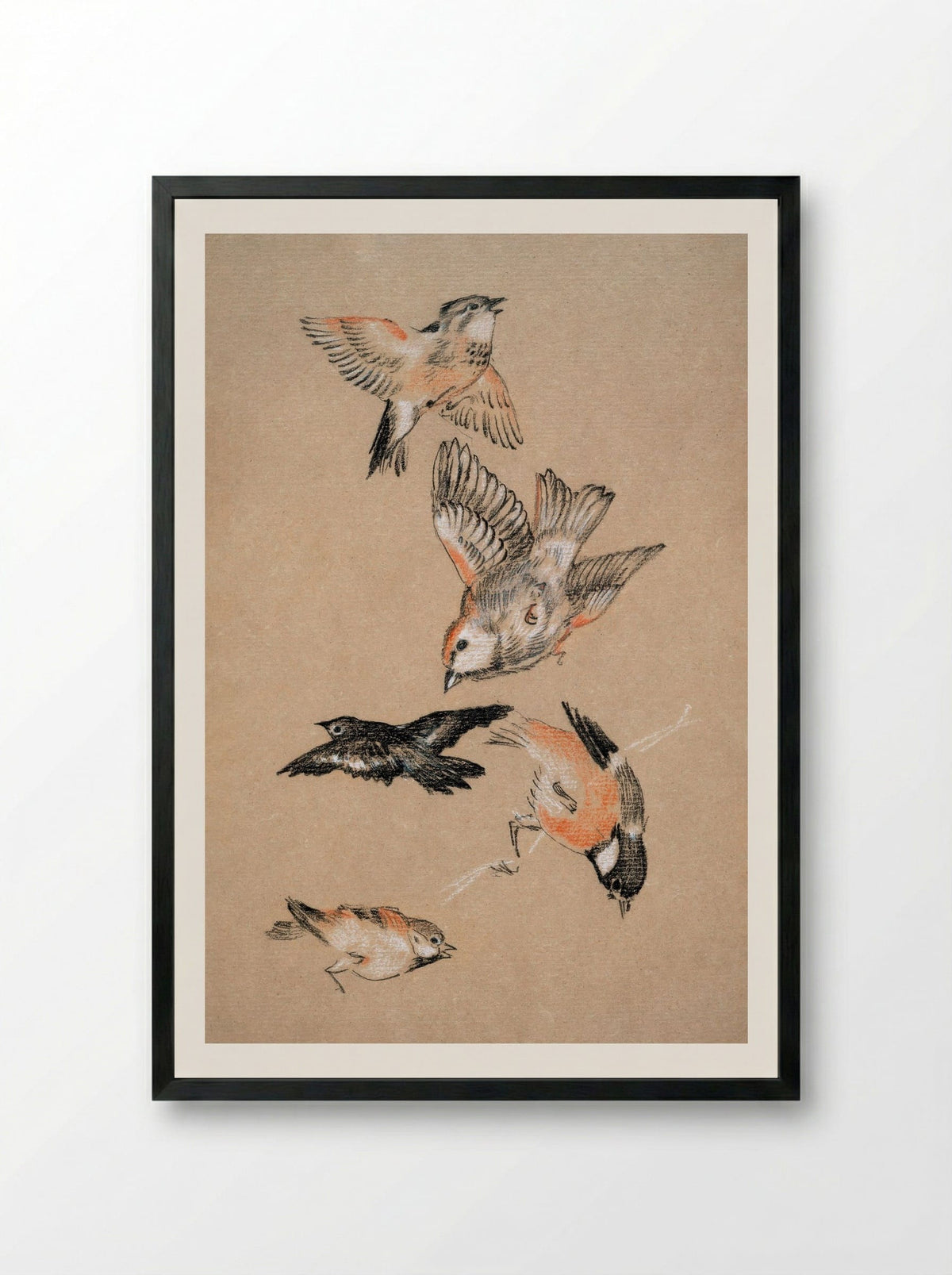 Study of Finches (for 'Love Leading the Pilgrim') - Edward Burne-Jones - Framed Print Black