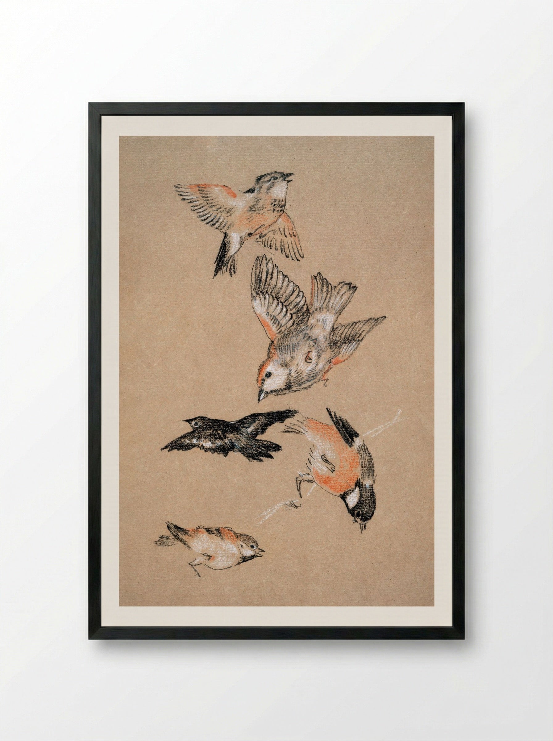 Study of Finches (for 'Love Leading the Pilgrim') - Edward Burne-Jones - Framed Print Black