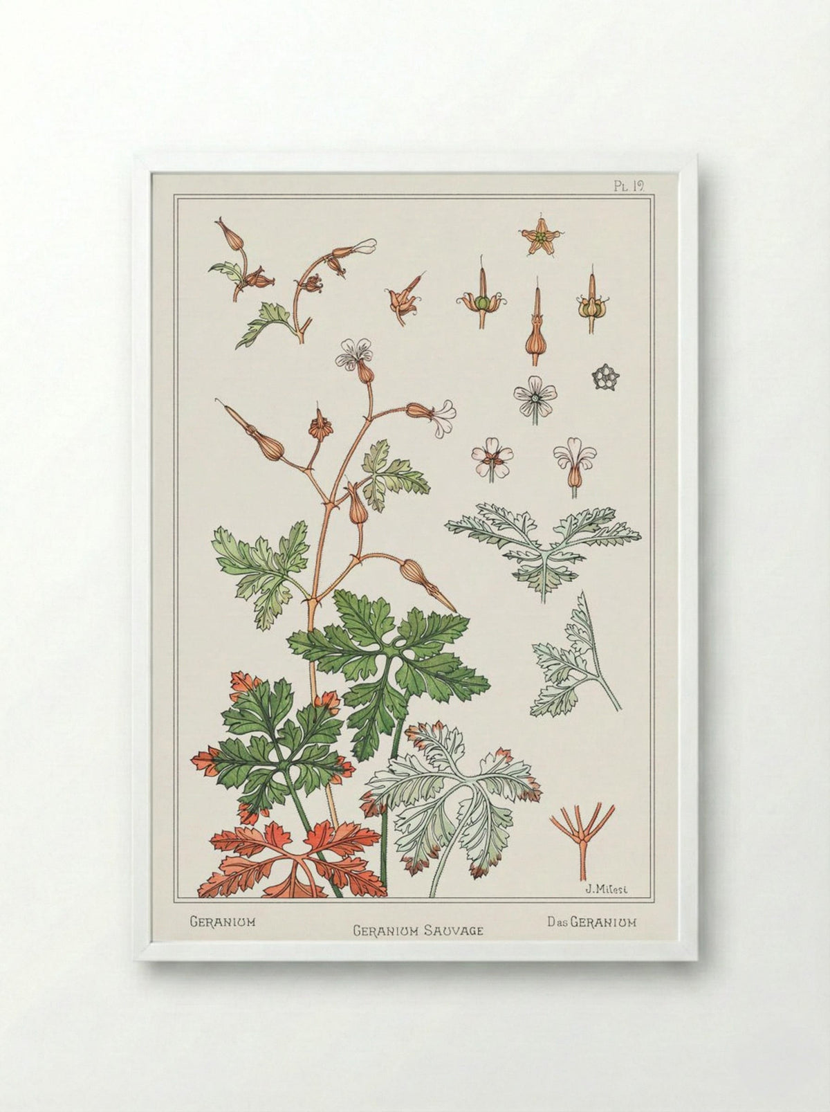 Geranium sauvage (Geranium) - Maurice Pillard Verneuil - Framed Print White