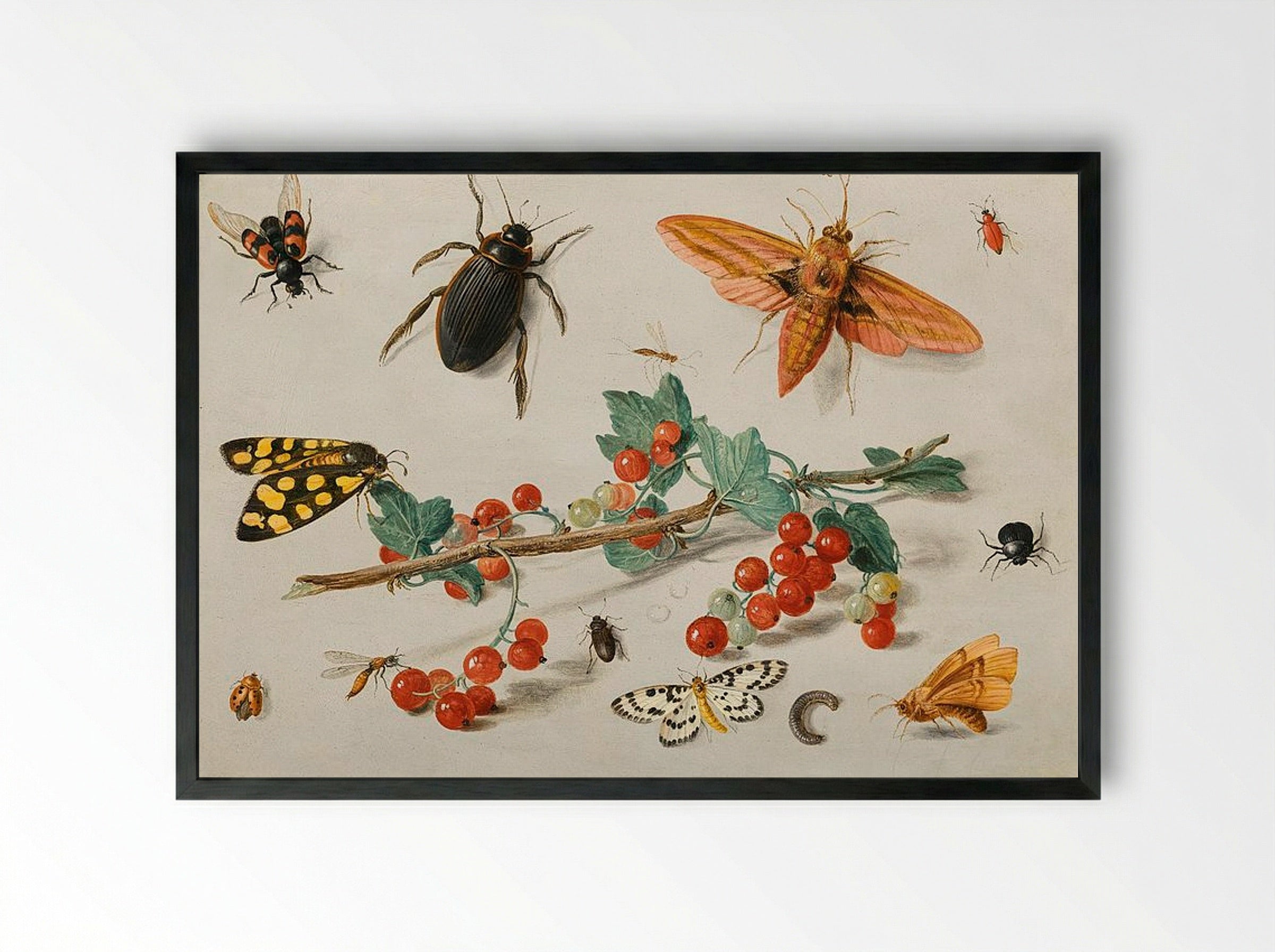 A sprig of redcurrants with an elephant hawk moth, a ladybird, a millipede and other insects - Jan van Kessel the Elder - Framed Print Black