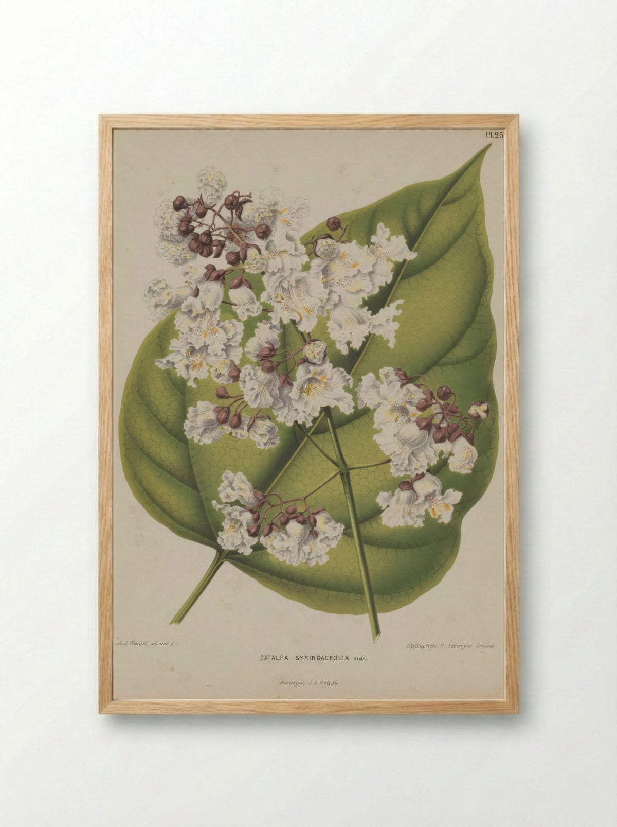 Catalpa Bignonioides Walter - A. J. Wendel - Framed Print Wood