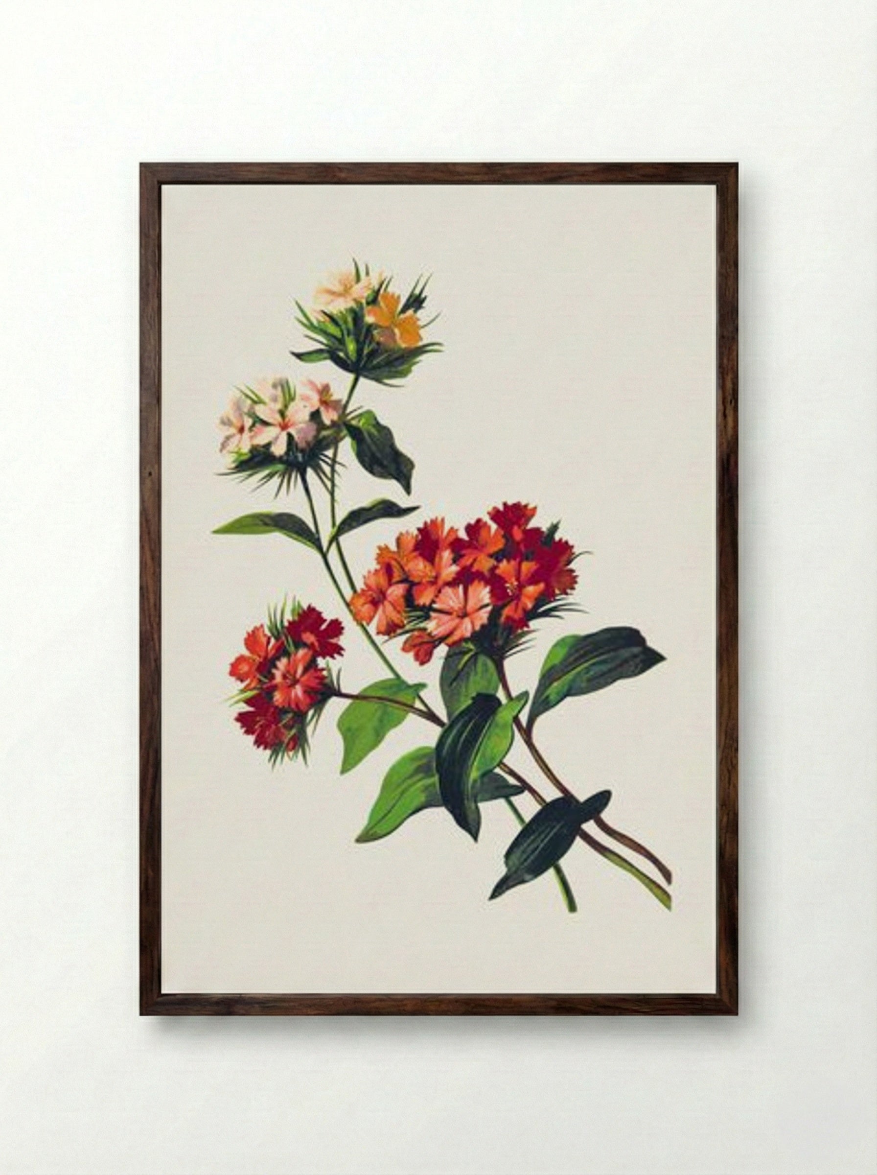 Sweet William Flower - Fine Art Print - Framed Print Dark Wood
