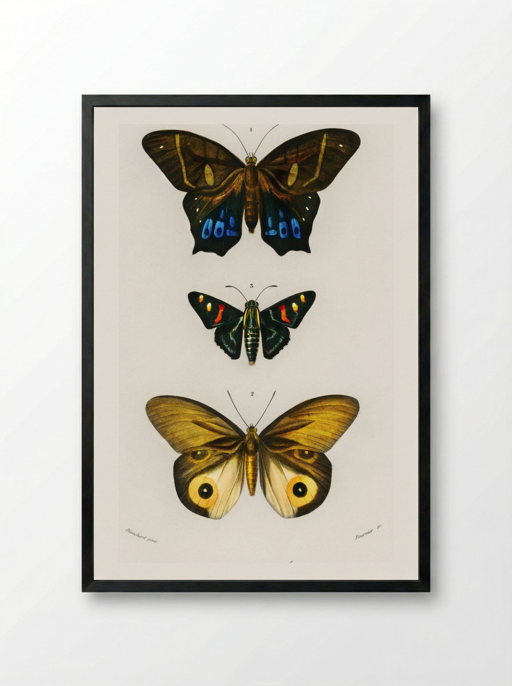 Different Types of Butterfly - Charles Dessalines D'Orbigny - Framed Print Black