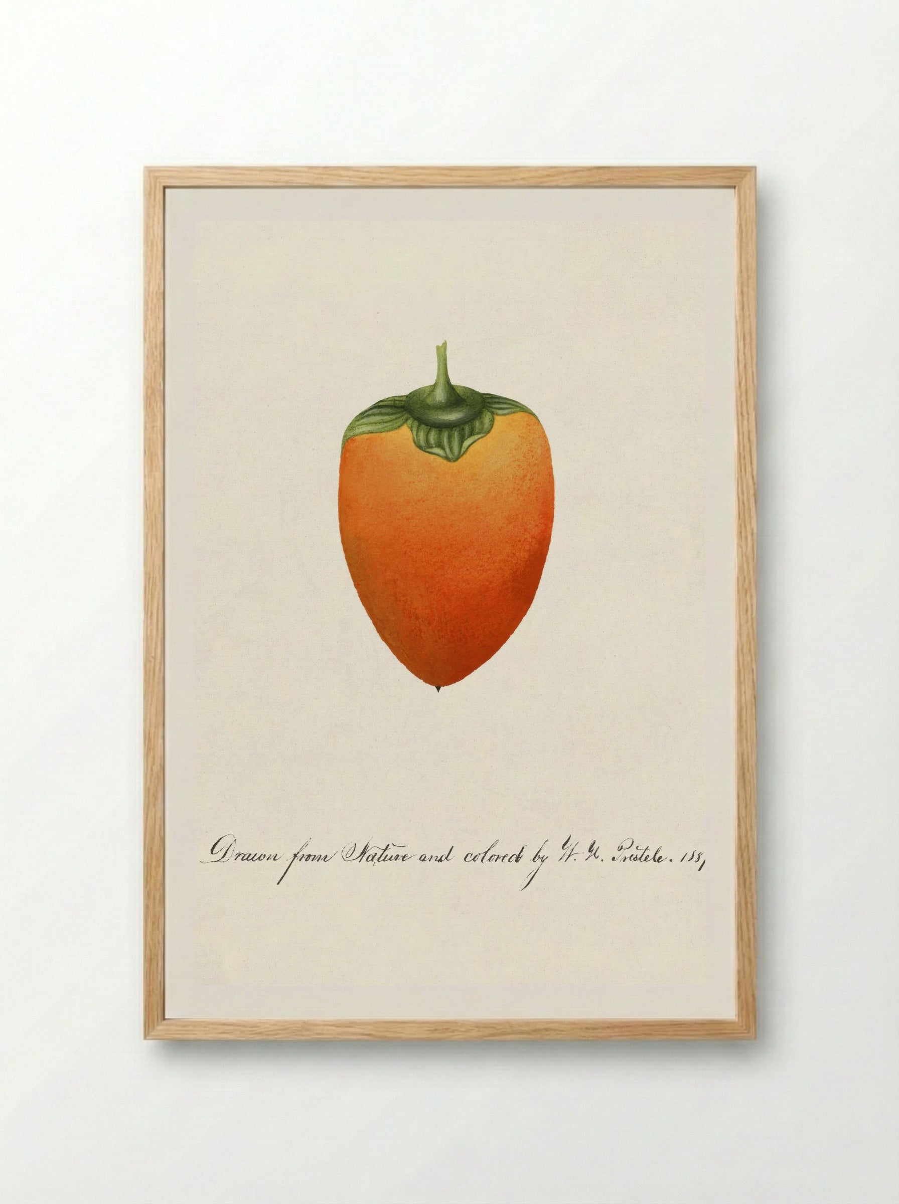 Persimmon (Diospyros) (1887) - William Henry Prestele - Framed Print Wood