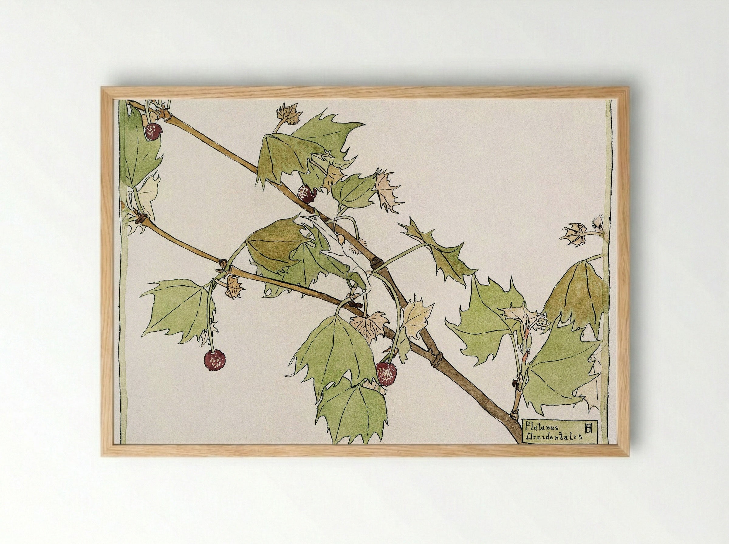 Sycamore (1915) - Hannah Borger Overbeck - Framed Print Wood