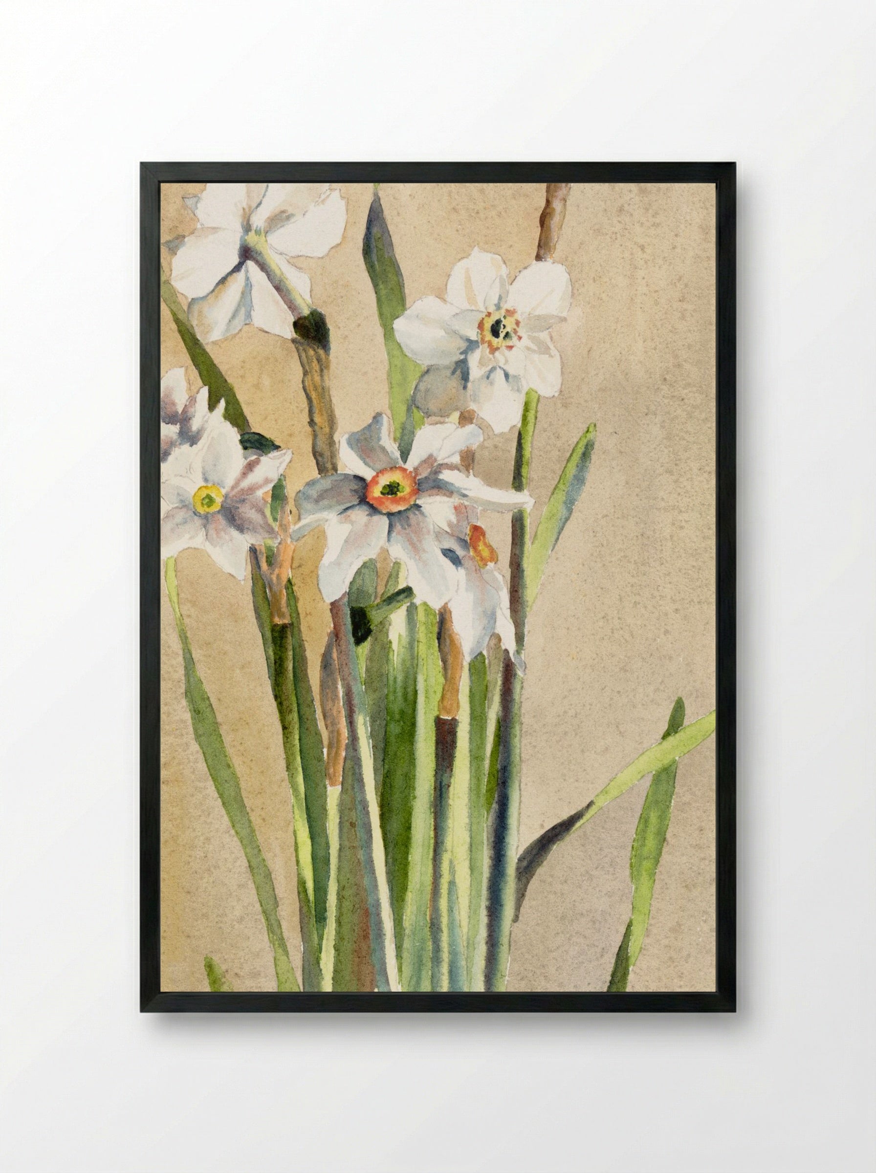 White Narcissus with Gray Accents (1915) - Hannah Borger Overbeck - Framed Print Black