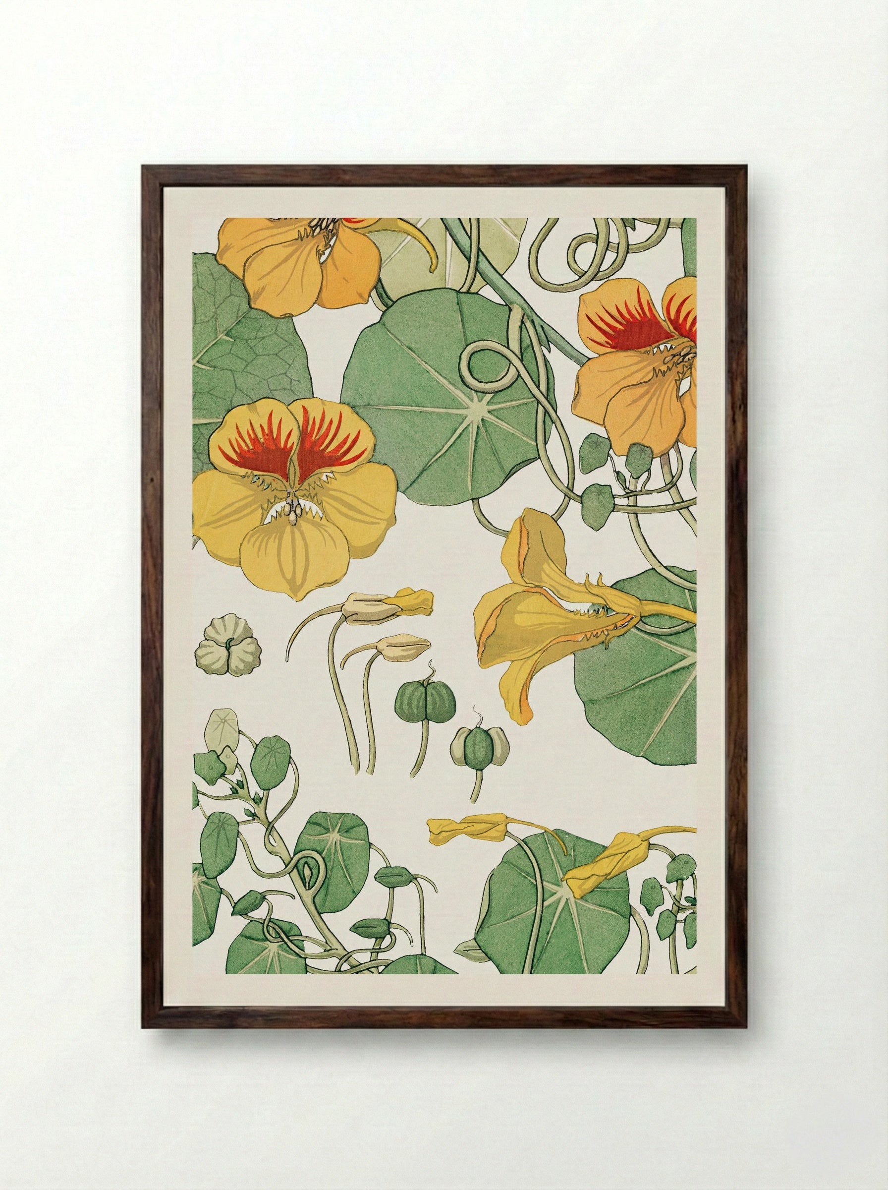 Capucine (Nasturtium) - Maurice Pillard Verneuil - Framed Print Dark Wood