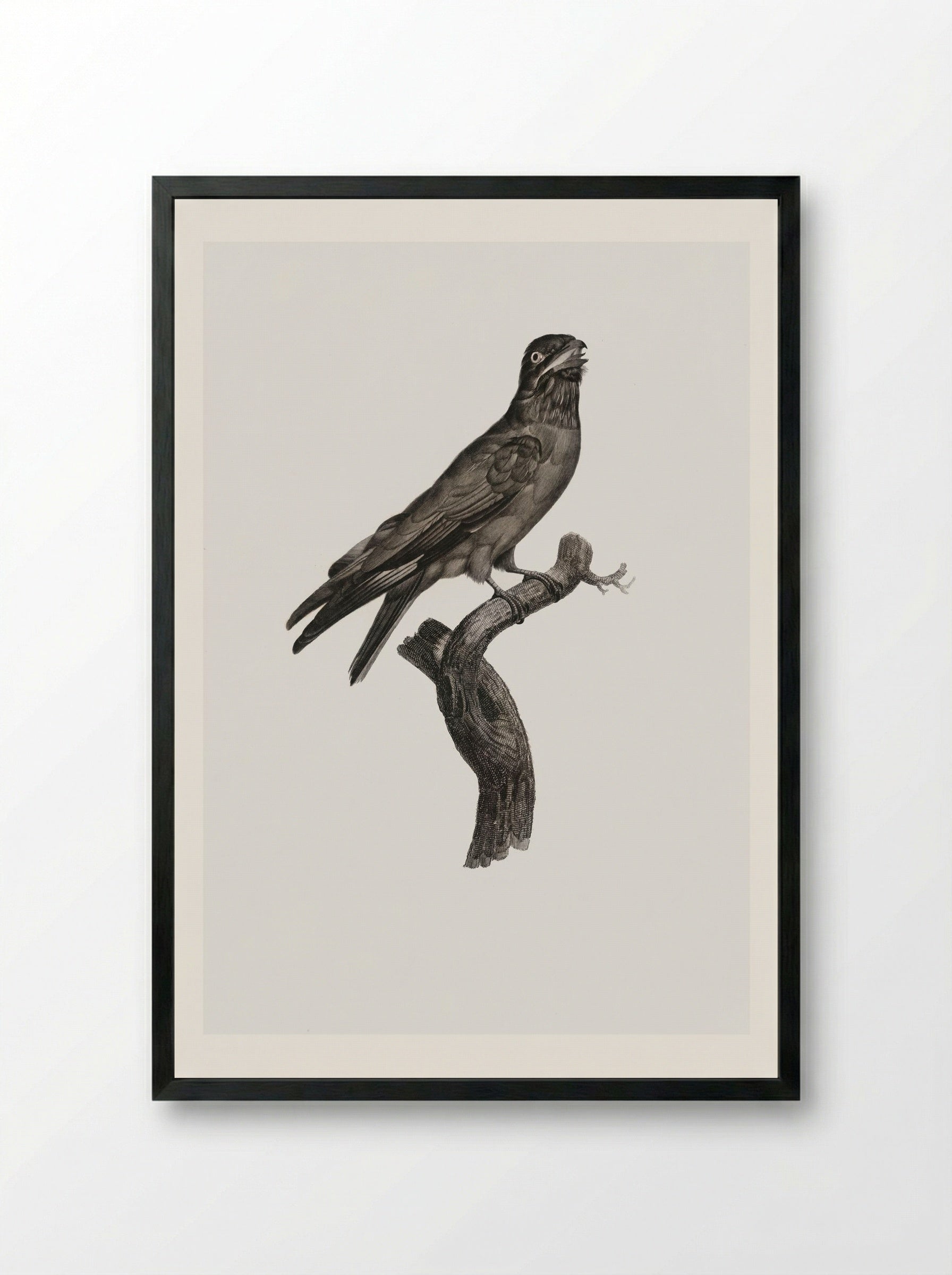 Blue-throated Roller - Jacques Barraband - Framed Print Black