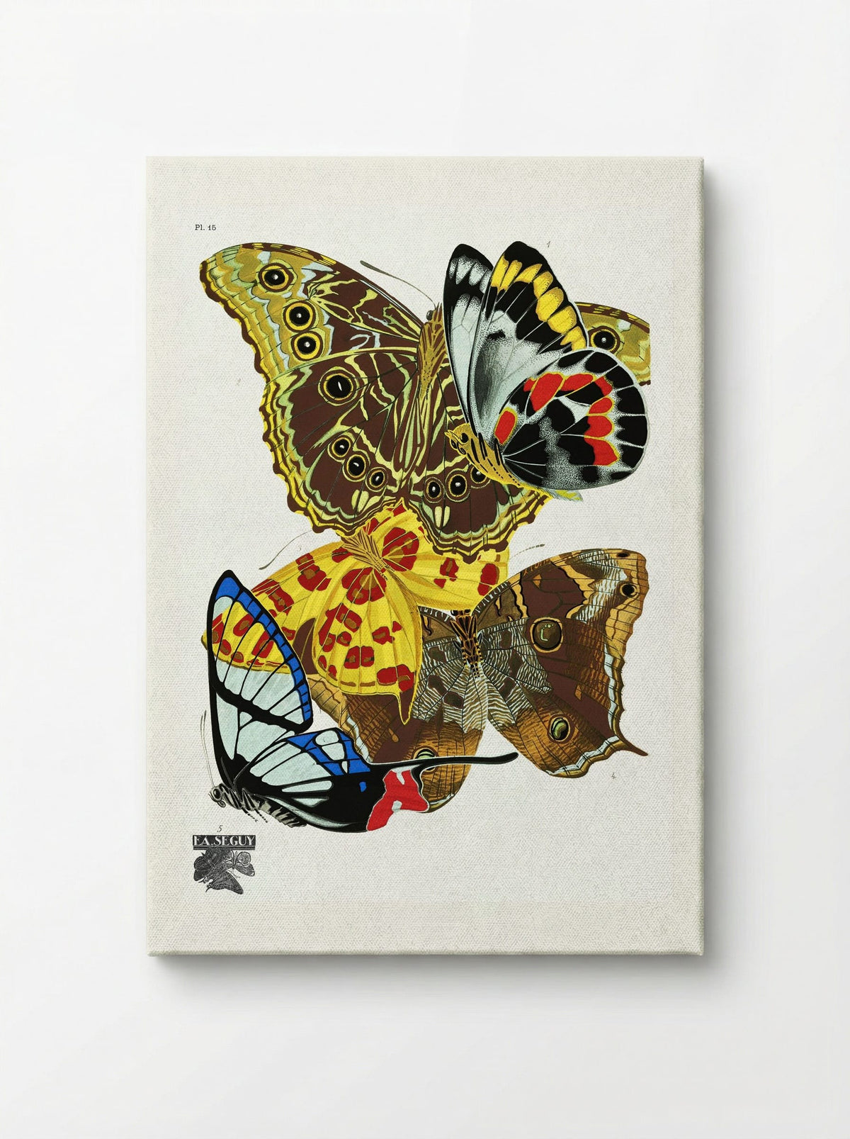 Butterflies (Plate 15) - Émile-Allain Séguy - Canvas