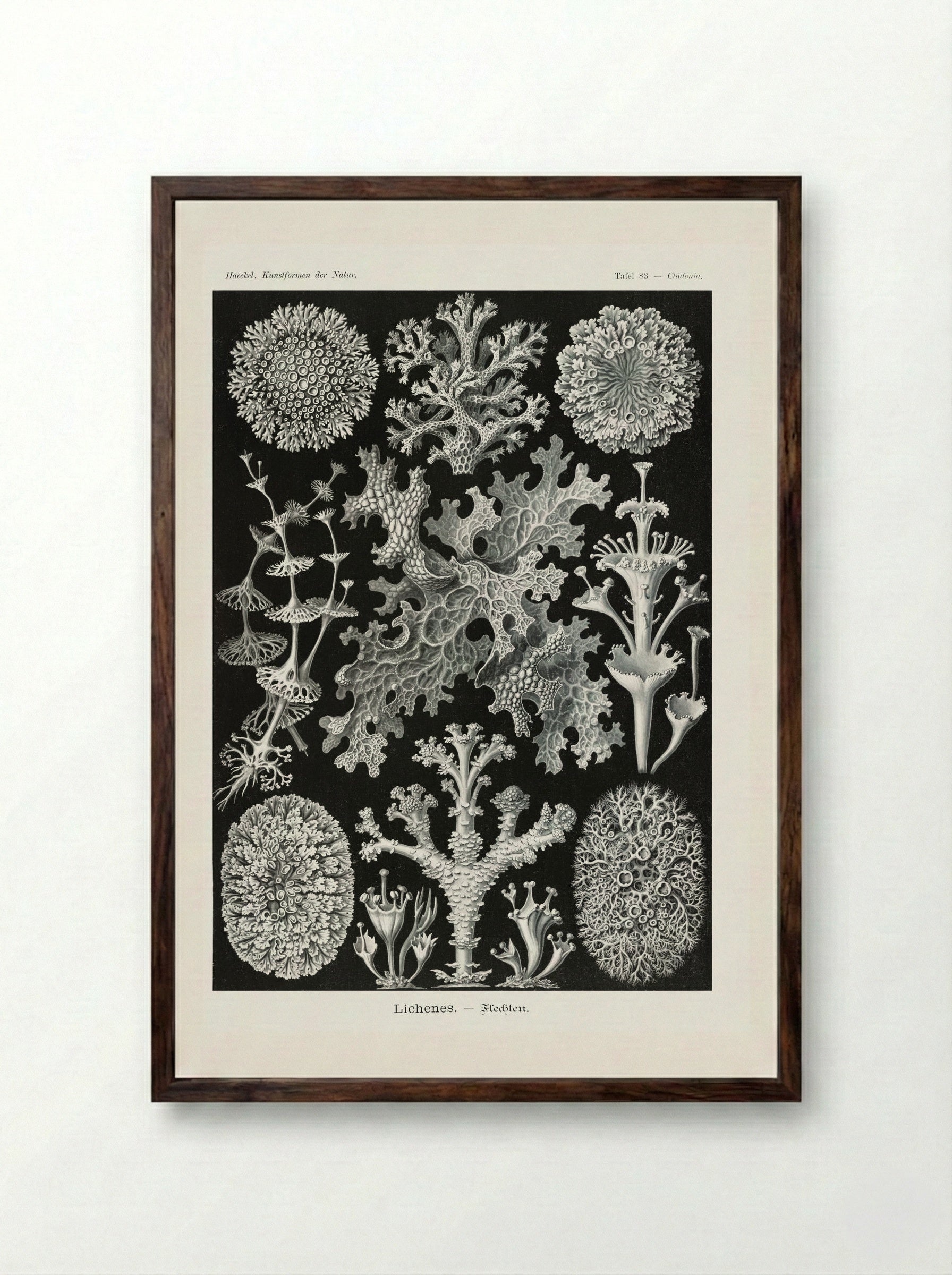 Lichenes-Flechten (1904) - Ernst Haeckel - Framed Print Dark Wood