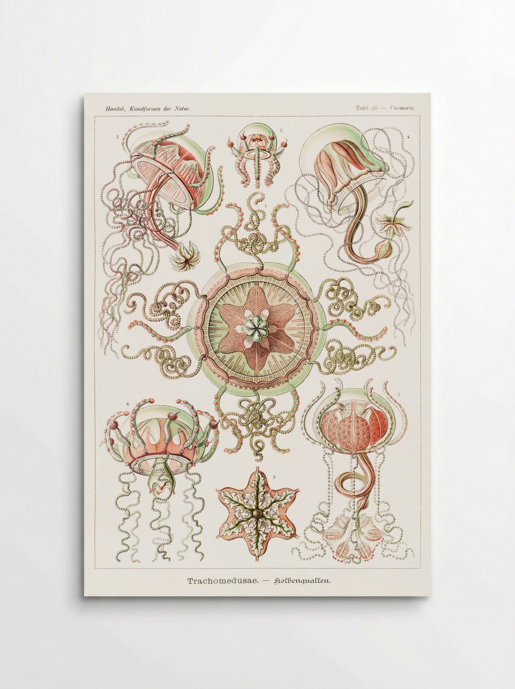 Trachomedusae-Kolbenquallen (1904) - Ernst Haeckel - Poster