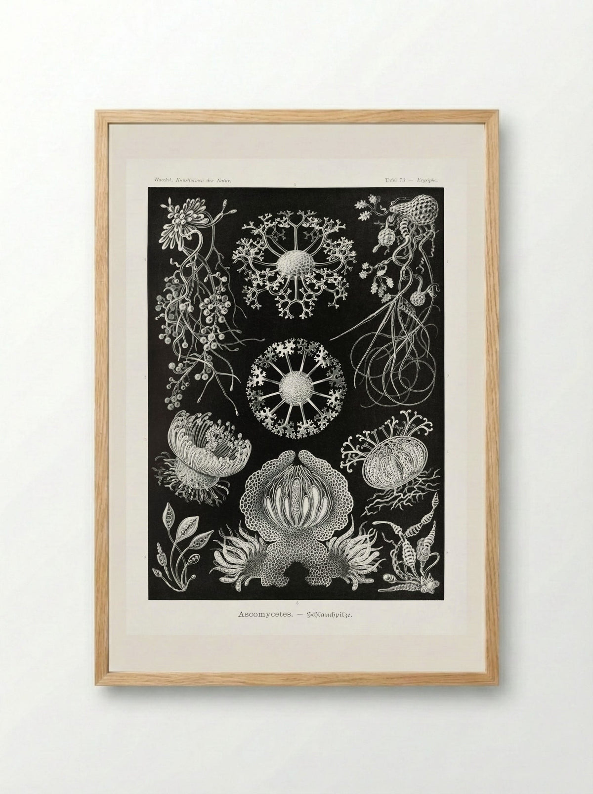 Ascomycetes-Schlauchpilze (1904) - Ernst Haeckel - Framed Print Wood