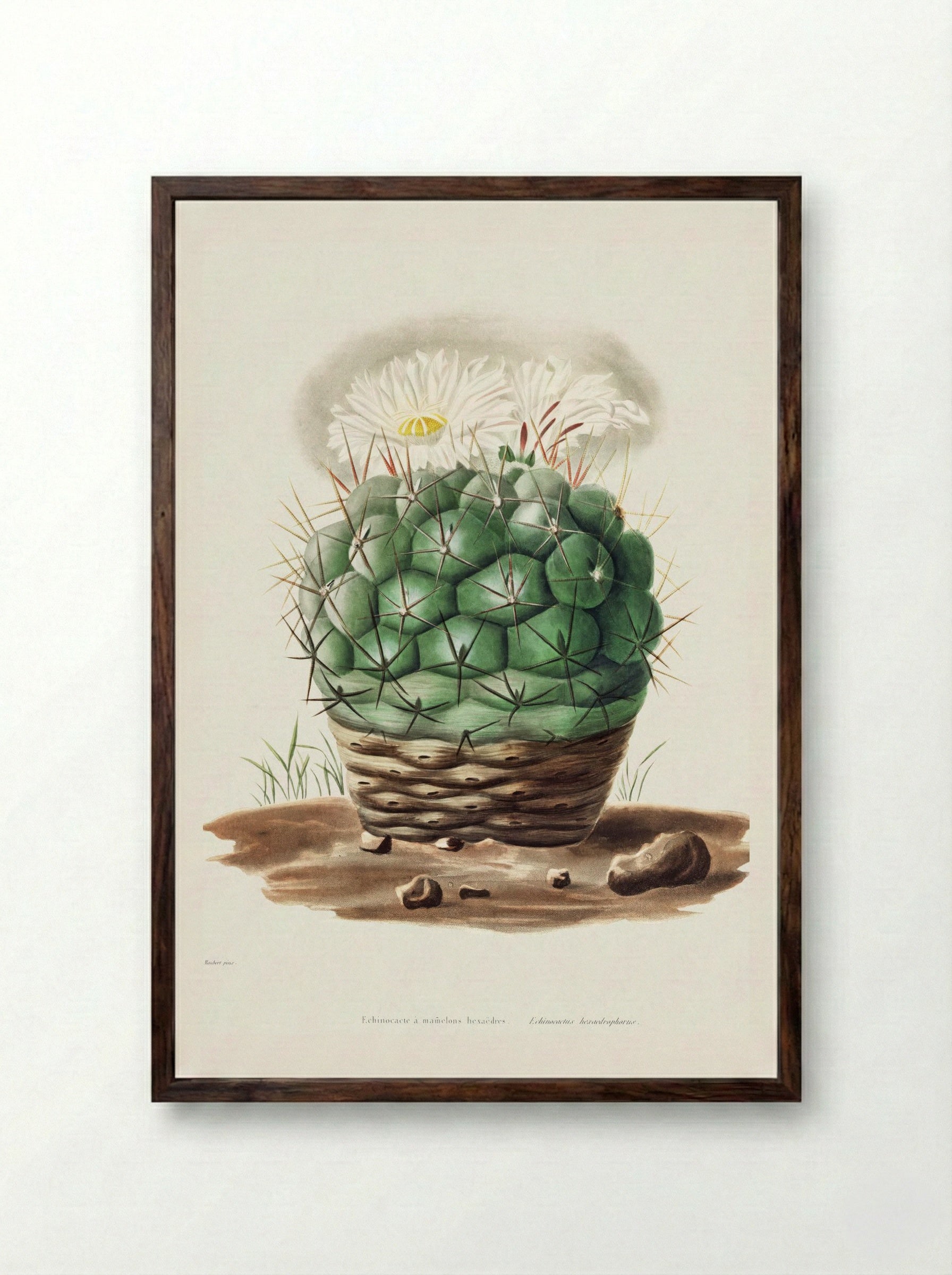 Echinocactus Hexaedrophorus - Charles Antoine Lemaire - Framed Print Dark Wood