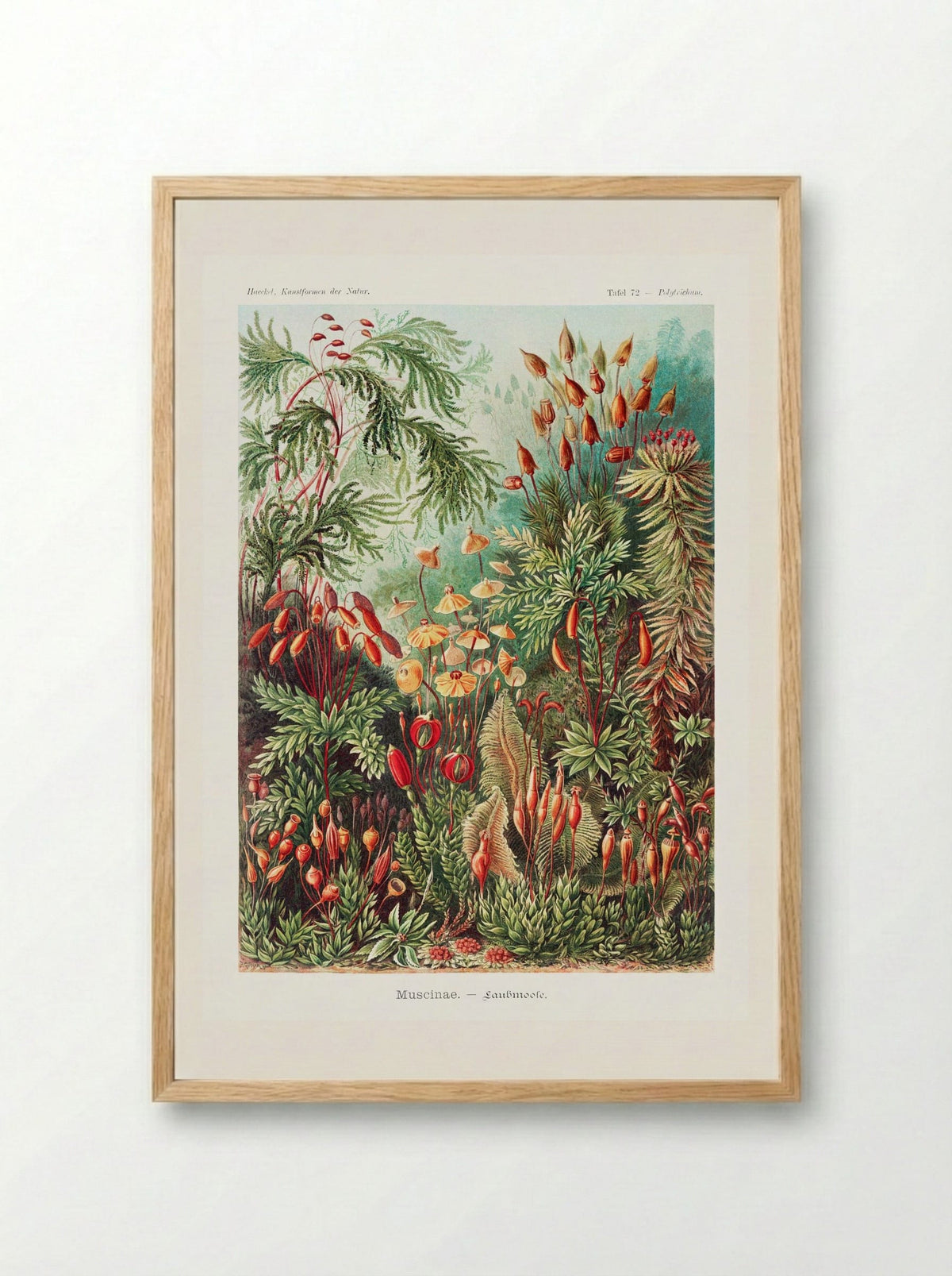 Muscinae-Laubmoose (1904) - Ernst Haeckel - Framed Print Wood
