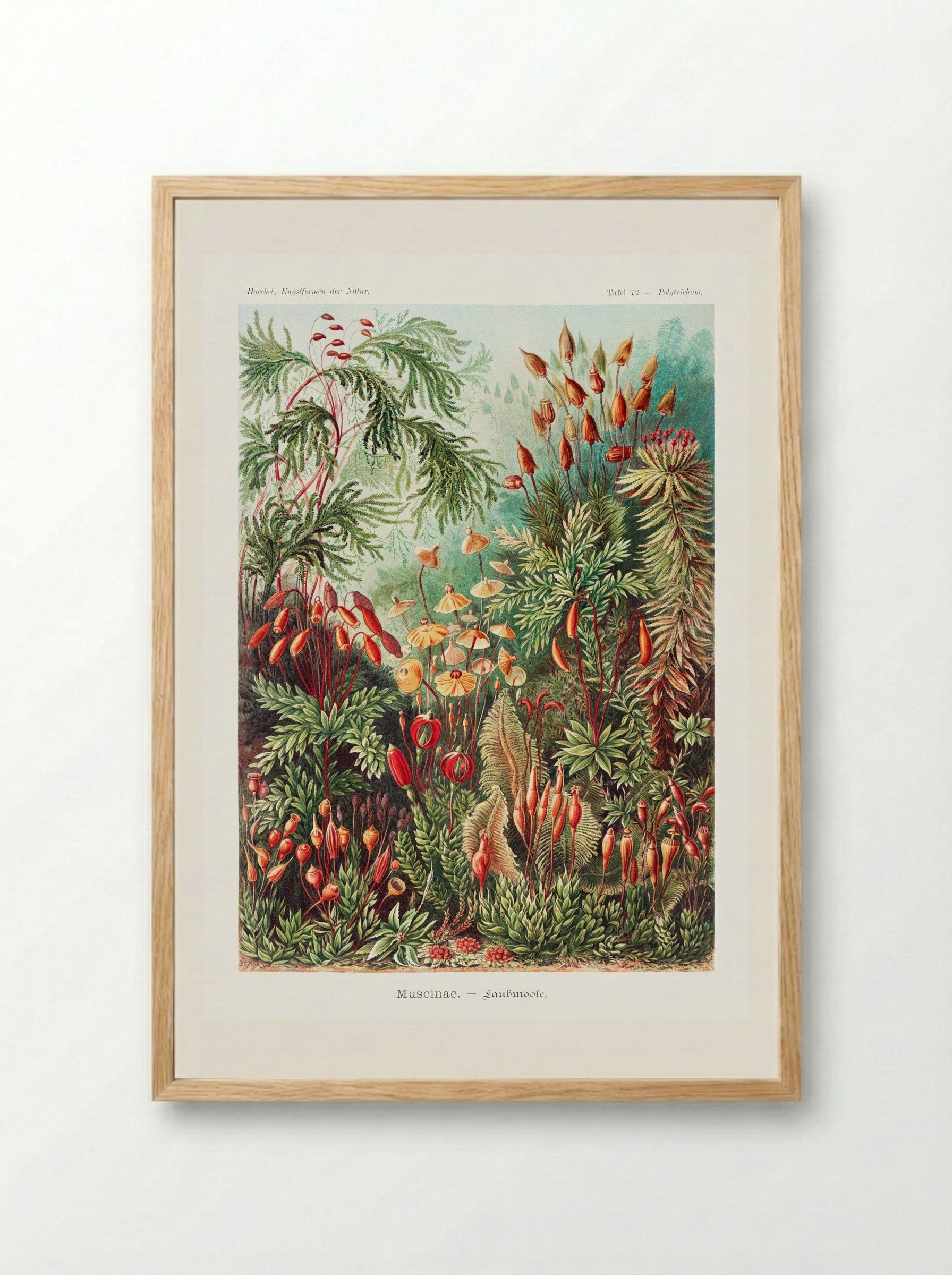 Muscinae-Laubmoose (1904) - Ernst Haeckel - Framed Print Wood