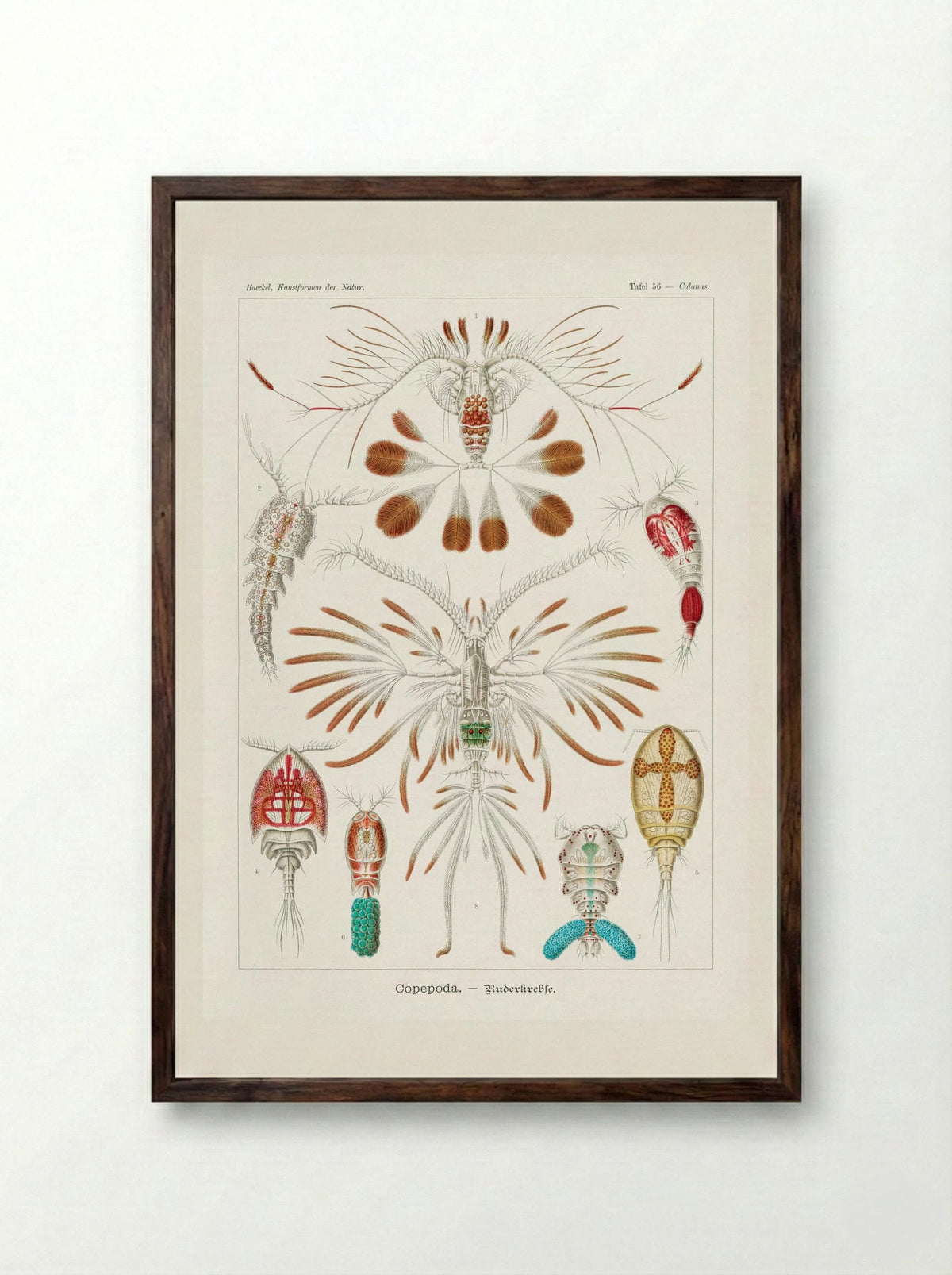 Copepoda-Ruderkrebse (1904) - Ernst Haeckel - Framed Print Dark Wood